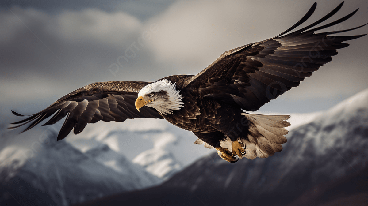 Bald Eagle In Flight In Front Of Mountains Background, Picture Of An Eagle Flying Background Image And Wallpaper for Free Download