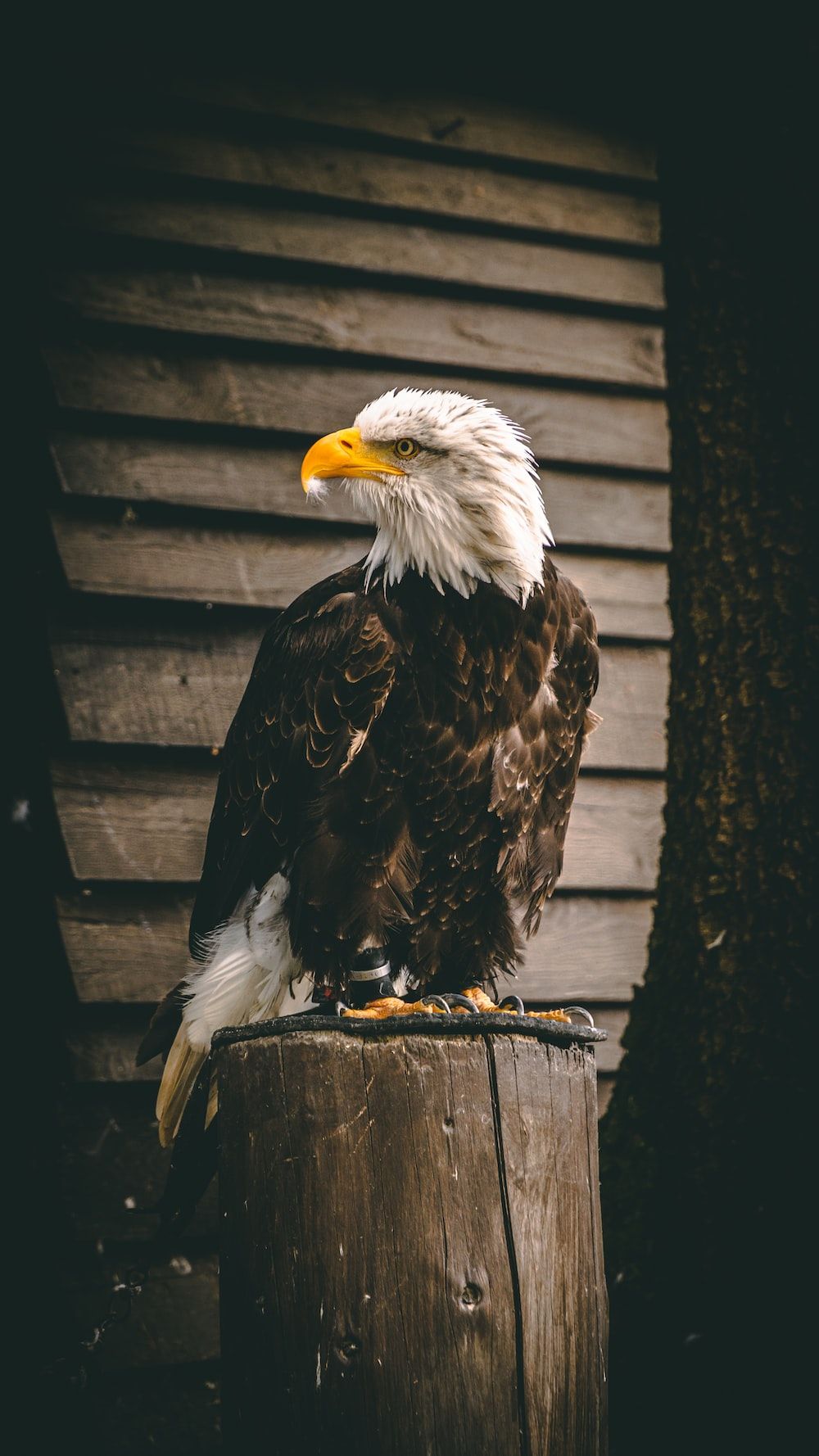 Eagles Picture. Download Free Image