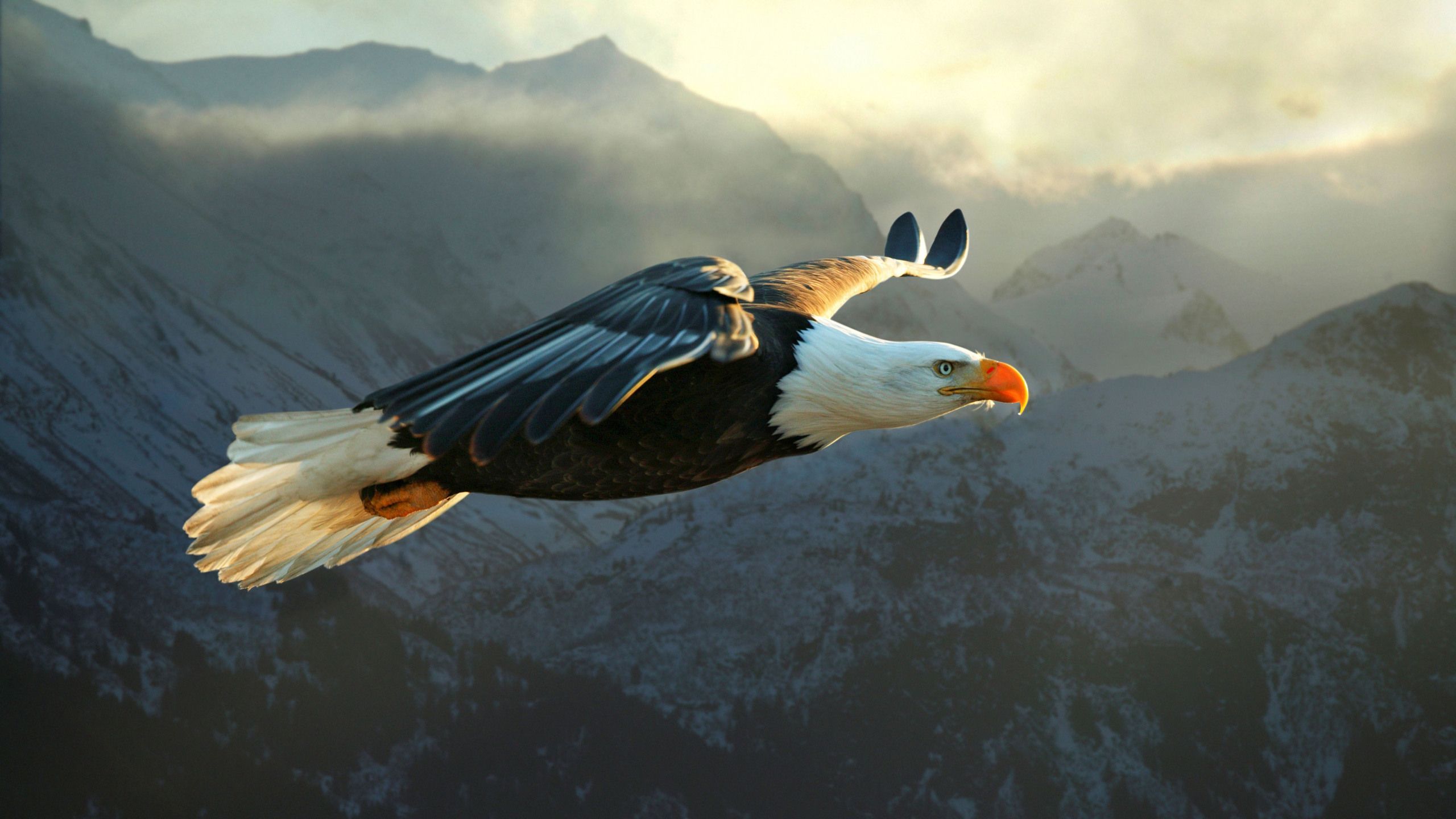 Download Bald Eagle wallpaper for mobile phone, free Bald Eagle HD picture