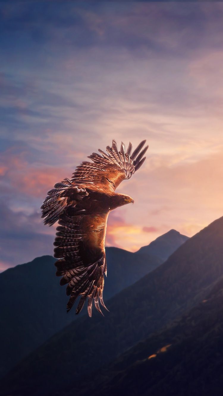 Eagle Wallpaper 4K, Sunset, Mountains, Evening sky