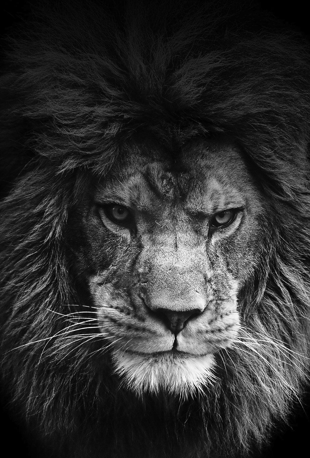 Lion wallpaper for iPhone and iPad