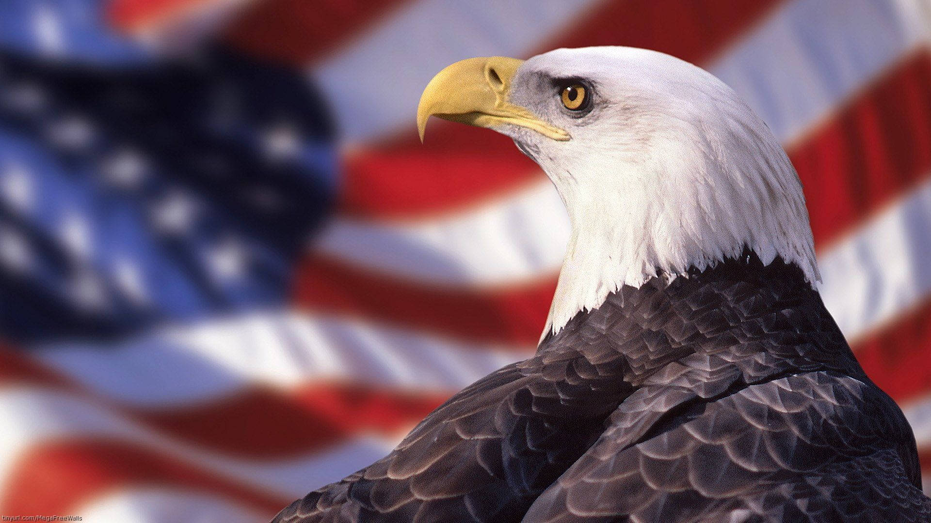 Us Eagle Wallpaper Full HD, 4K Free to Use