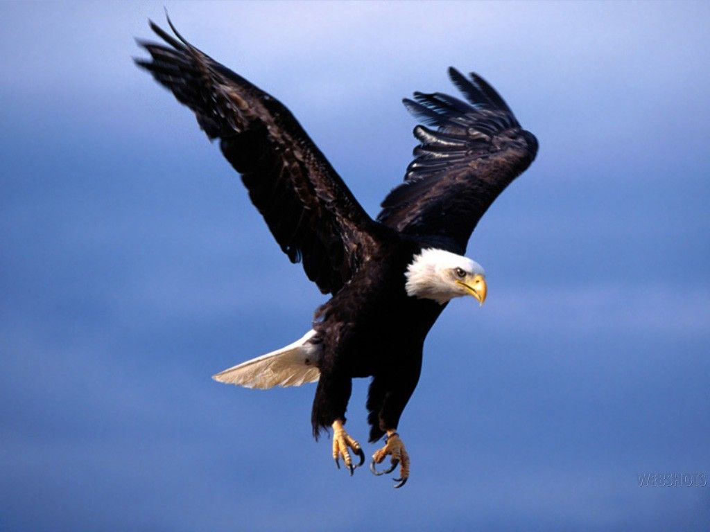 Flying Eagle Wallpaper