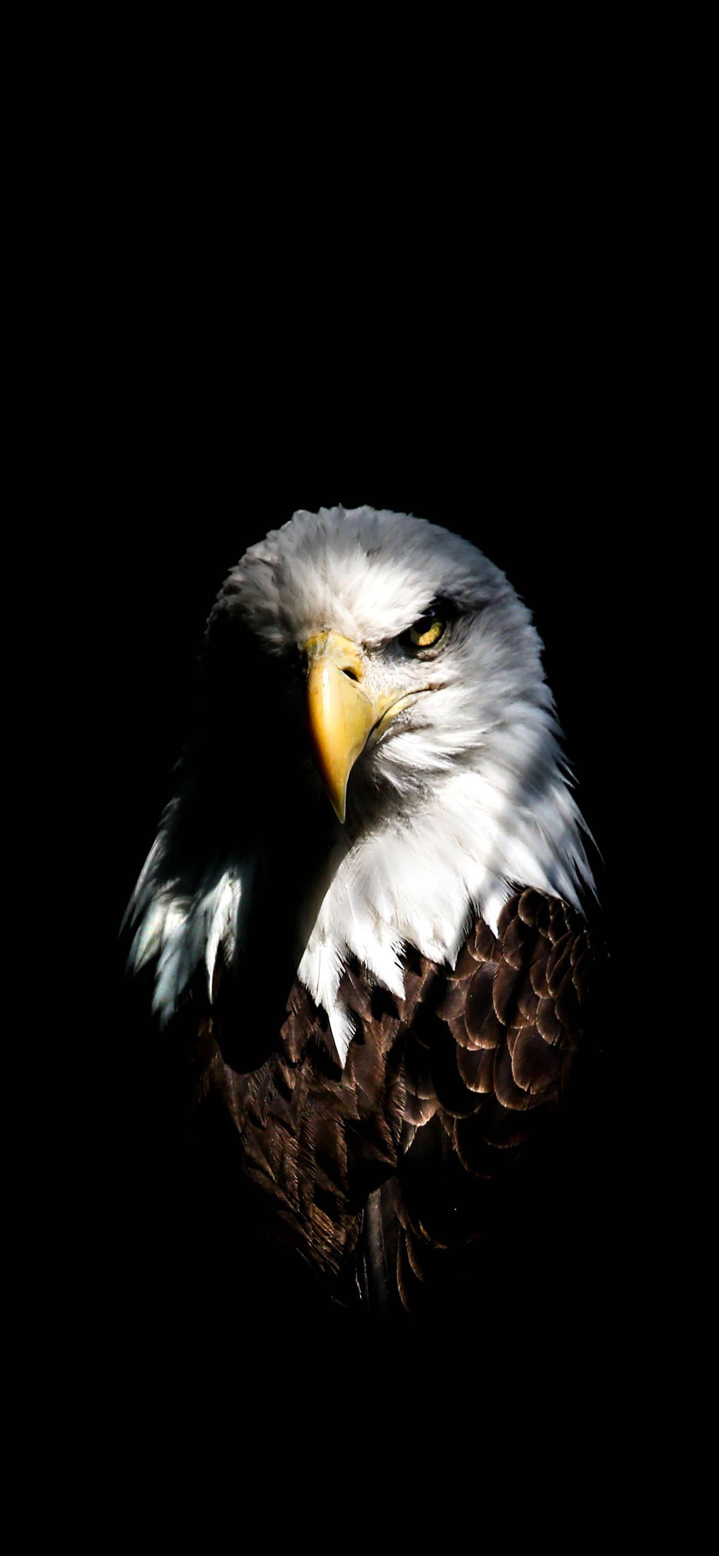 Eagle