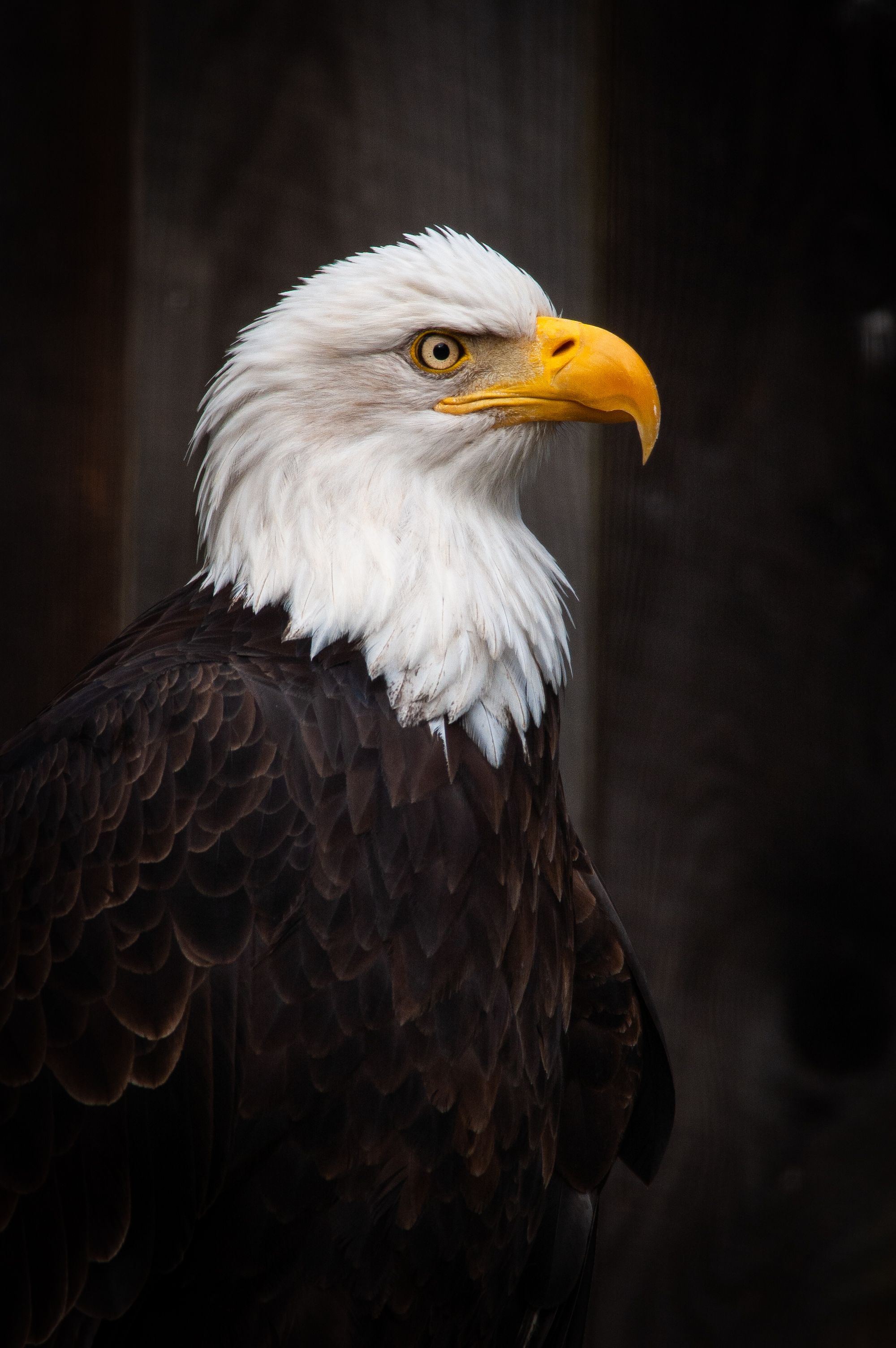 Download Eagle wallpaper for mobile phone, free Eagle HD picture