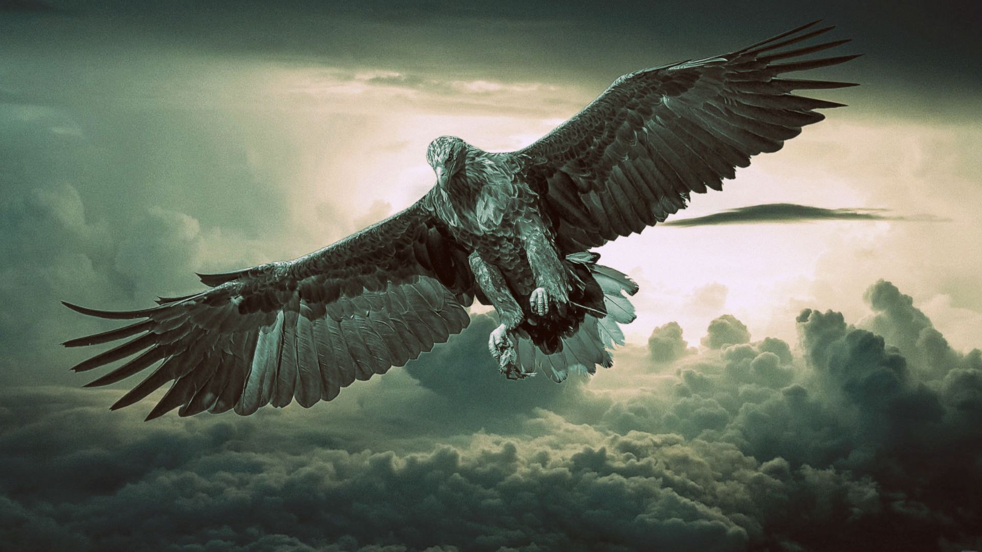 Eagle Wallpaper Eagle Background Download