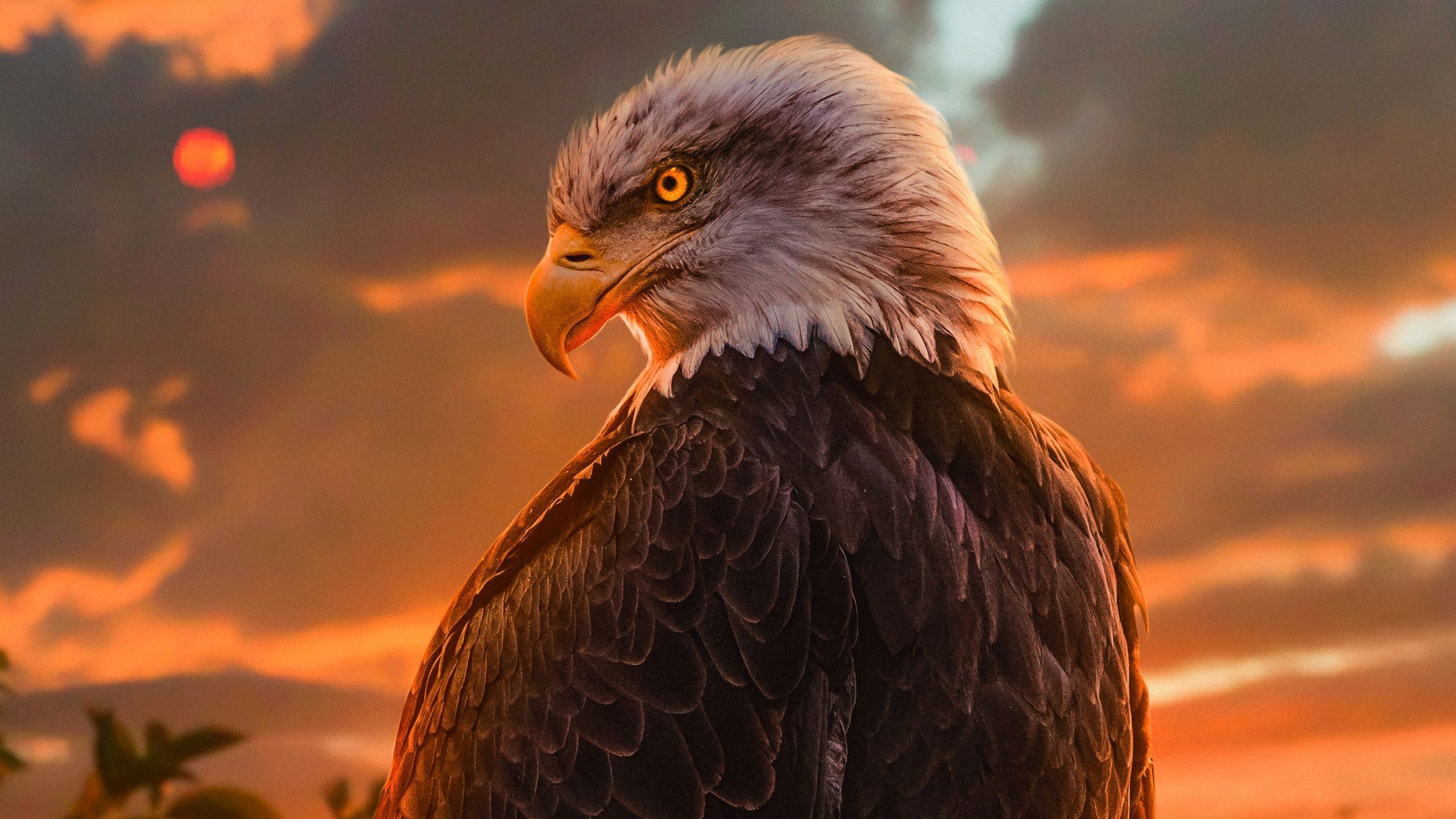 Eagle Wallpaper