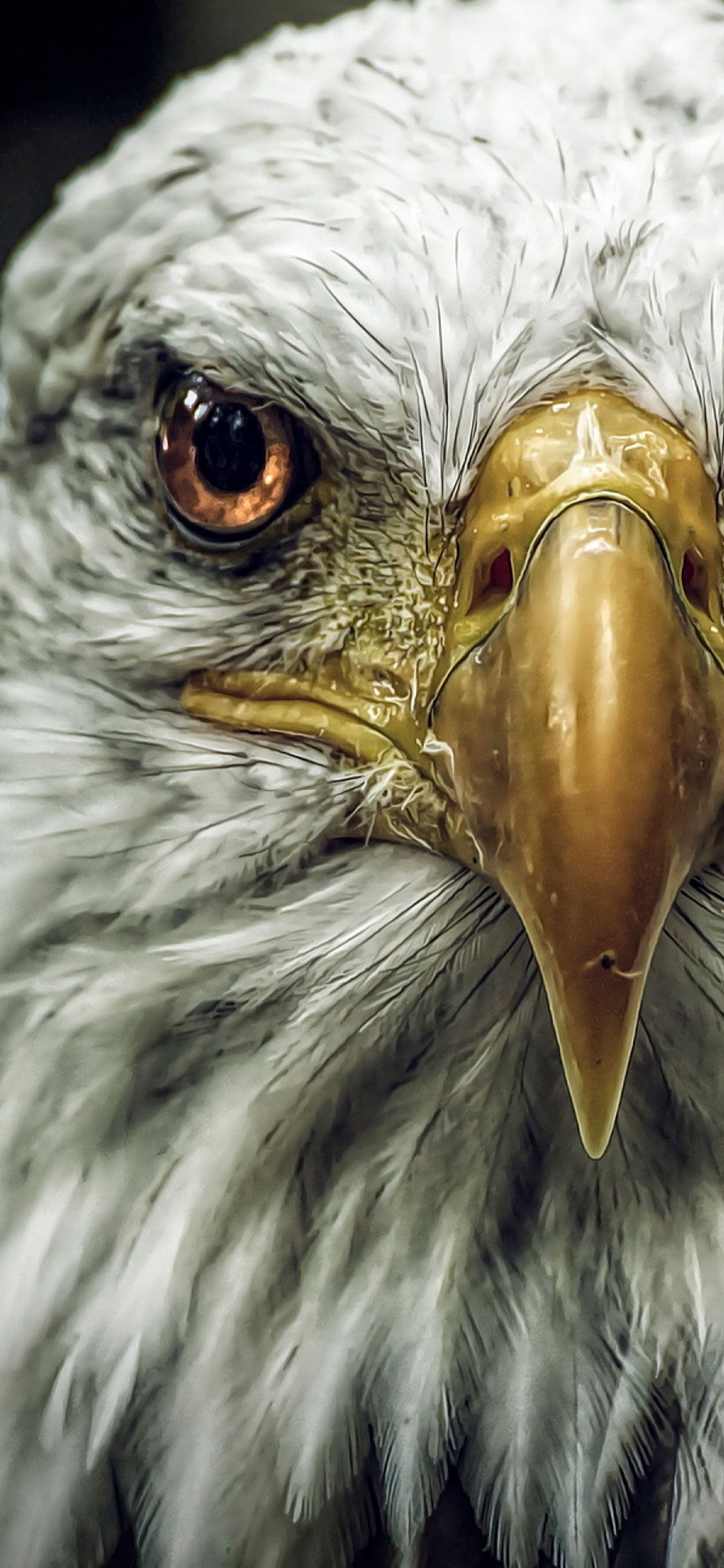 Angry Eagle Wallpaper