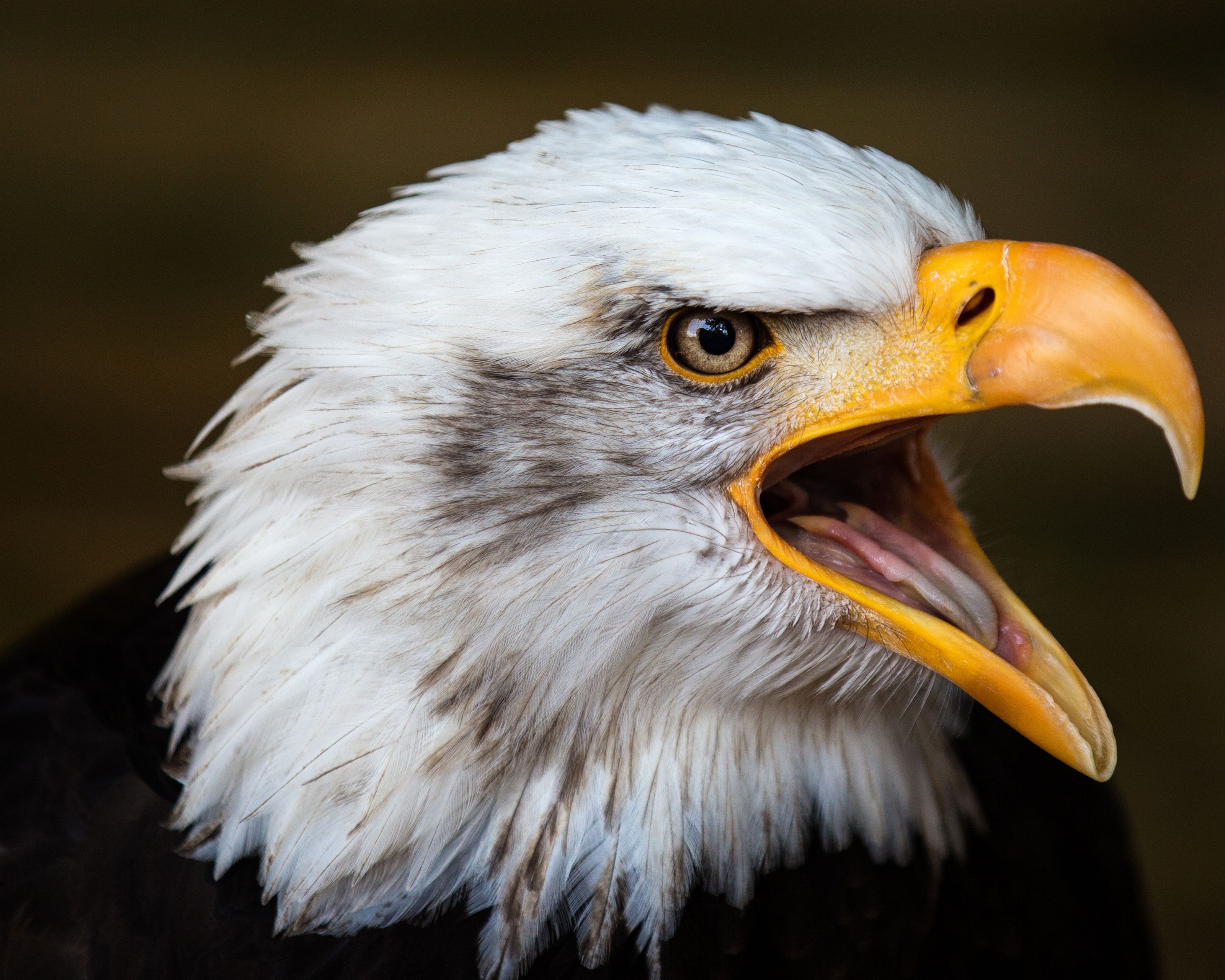 Screeching Eagle Your Way