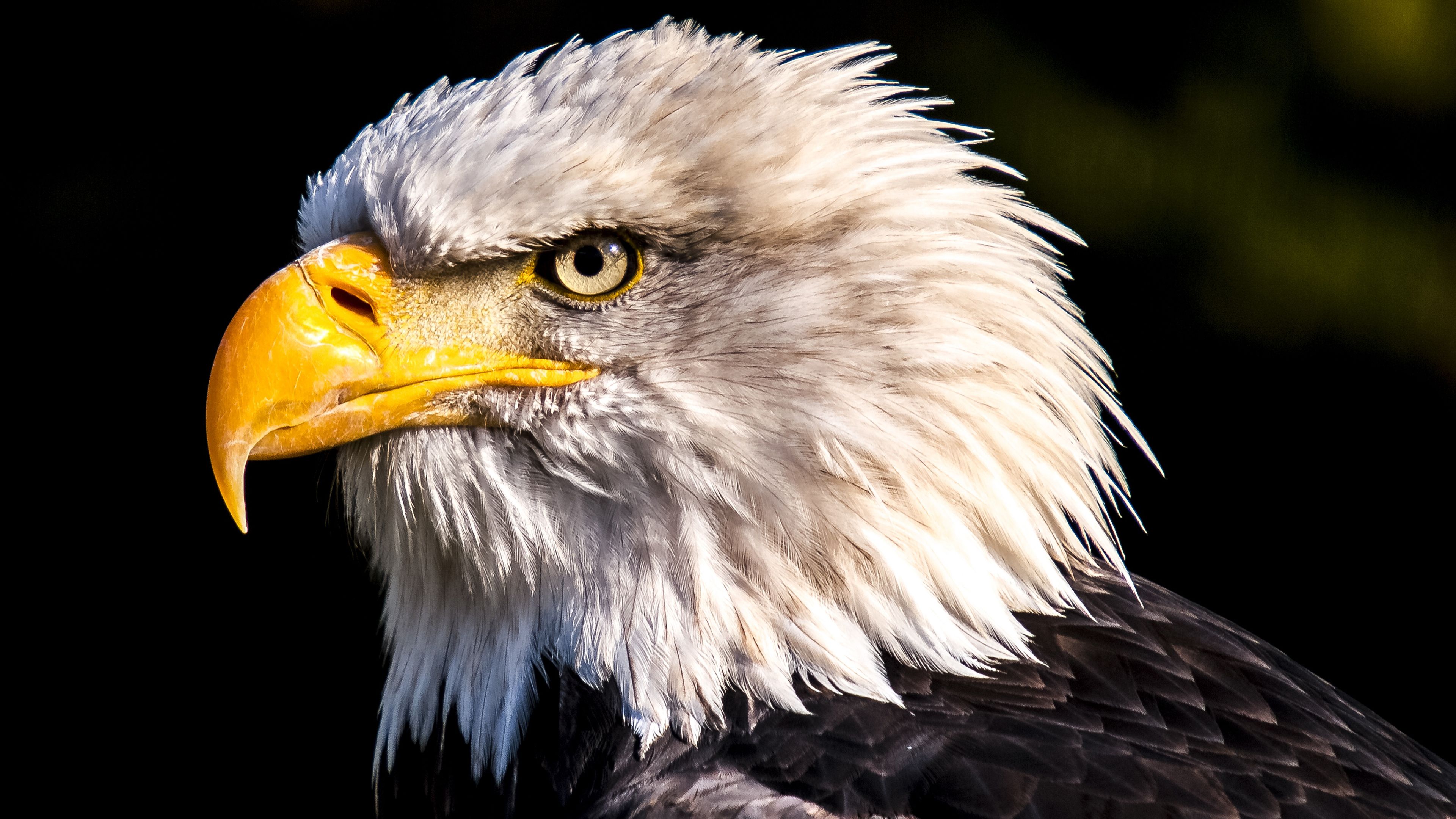 Amazing Eagle Wallpaper 4K