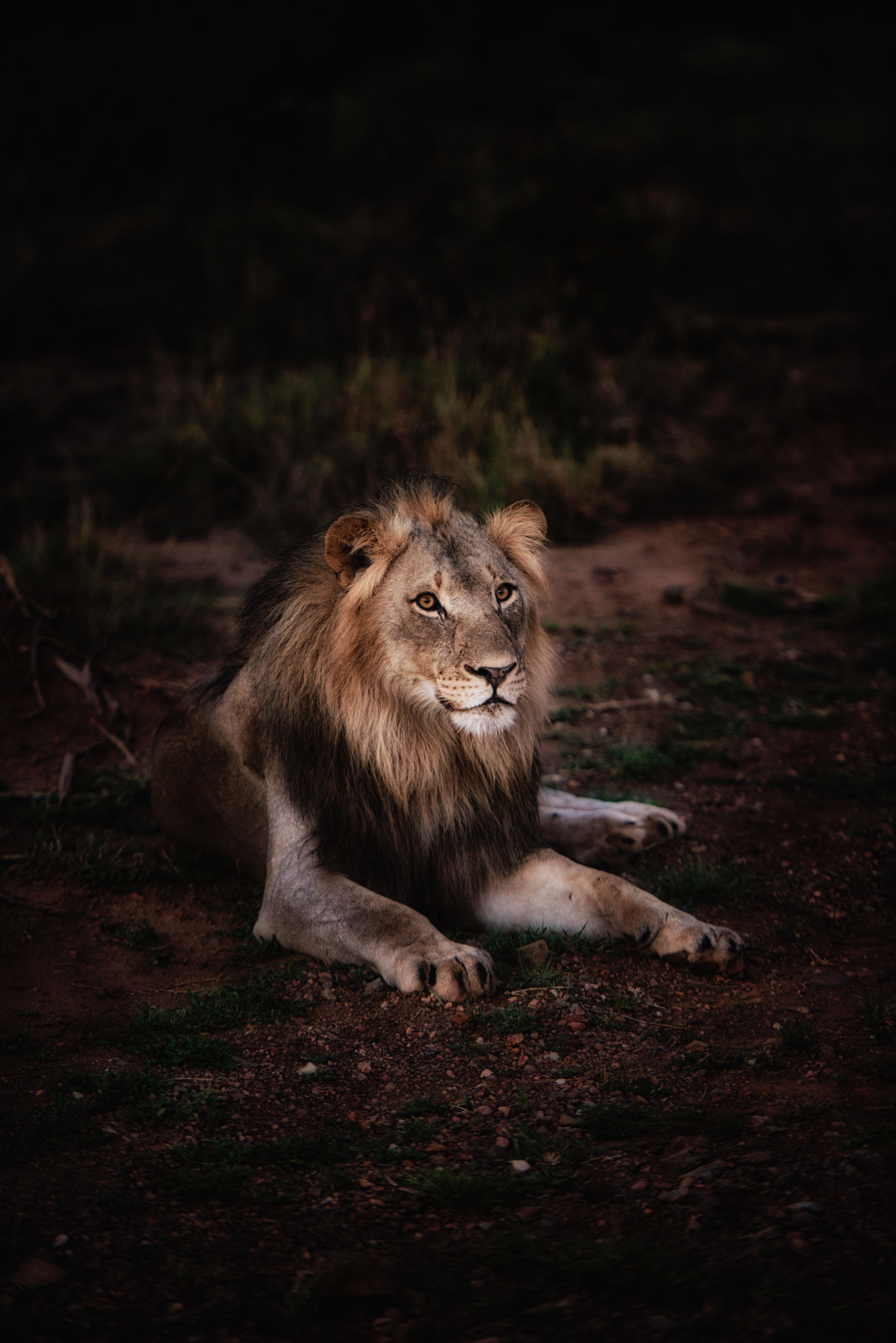 Best Lion Photo · 100% Free Downloads