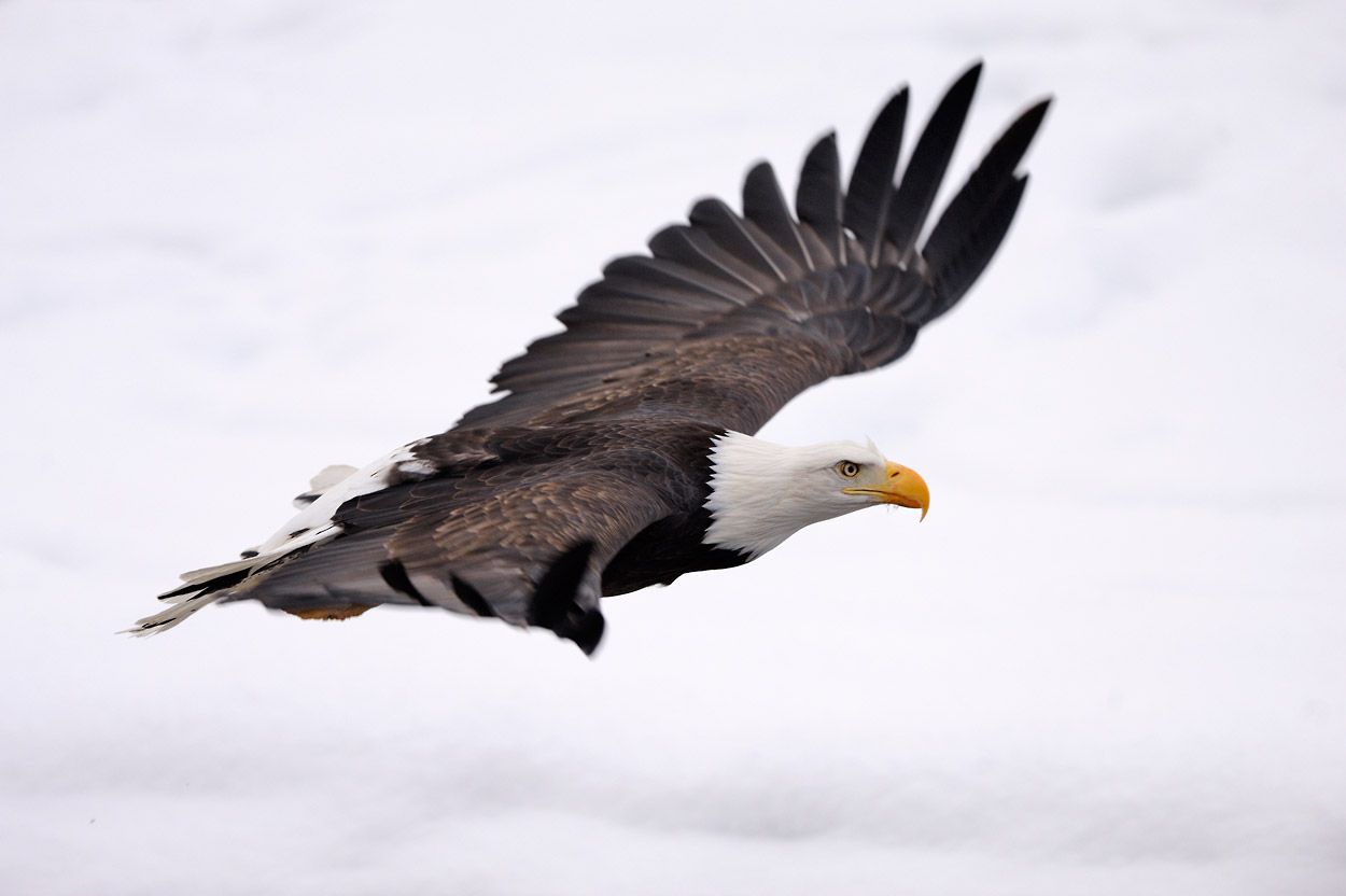 Bald eagles photo. eagle image. Photo bald eagles fighting in Alaska