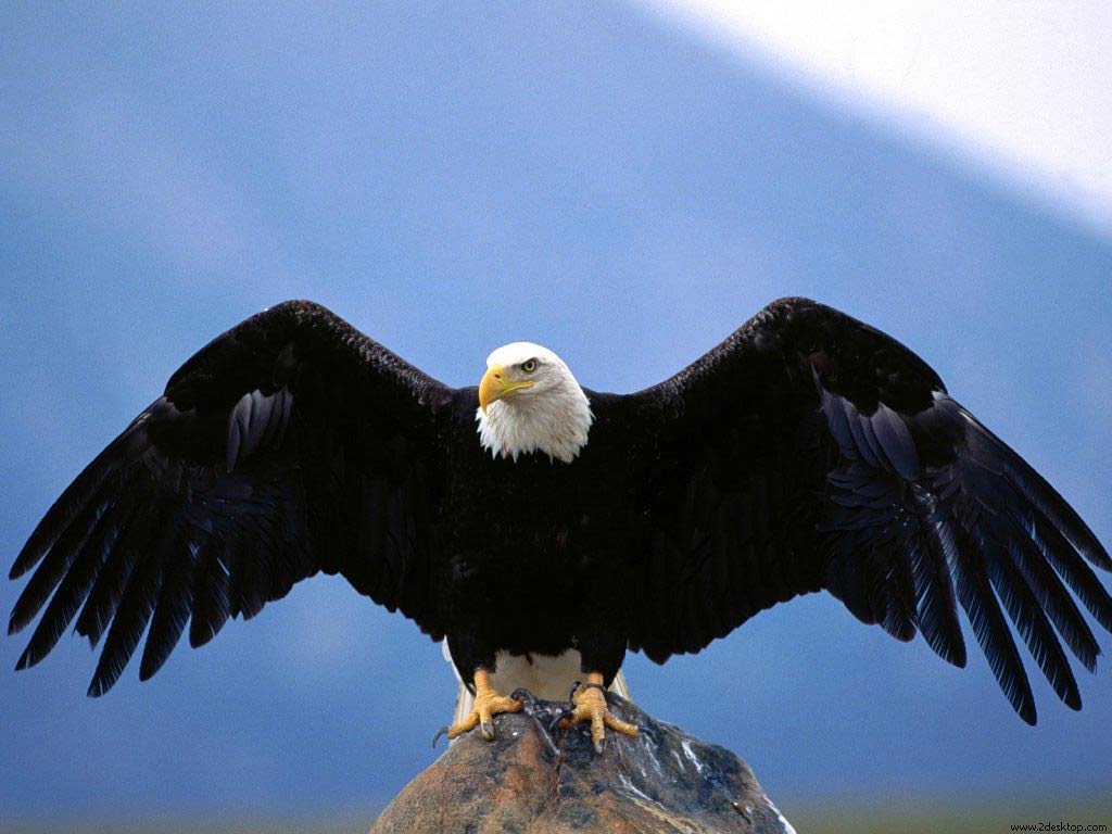 Bald Eagle Wallpaper