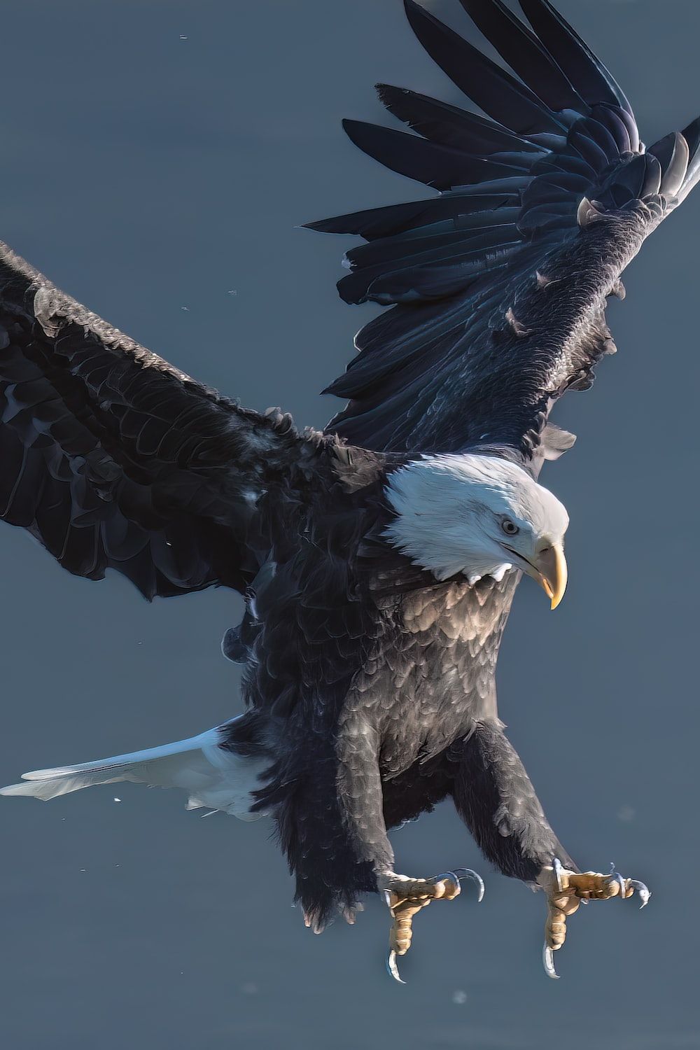 A bald eagle flying over a body of water photo