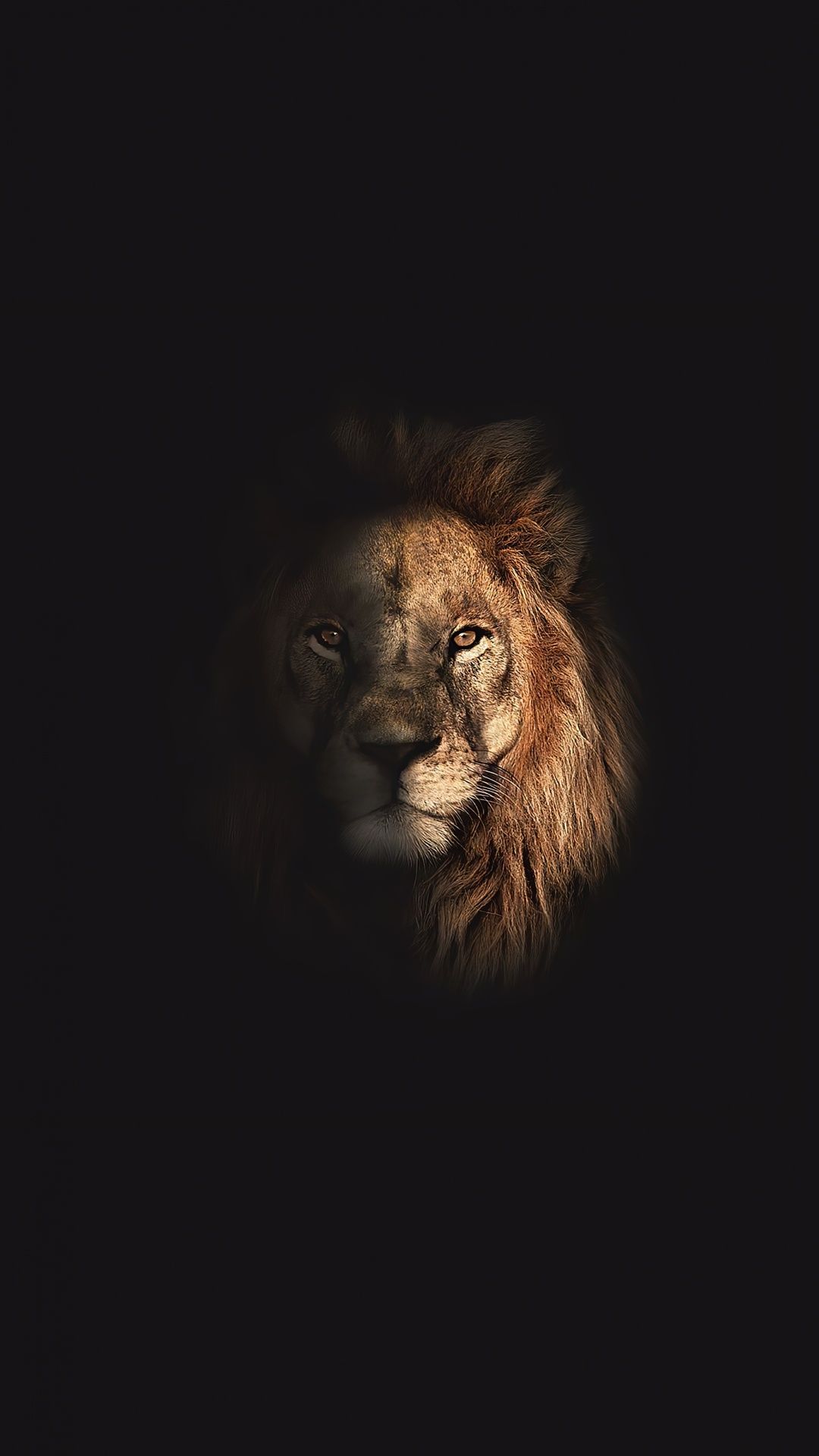 Lion Wallpaper for IPhone 6S /7 /8 [Retina HD]