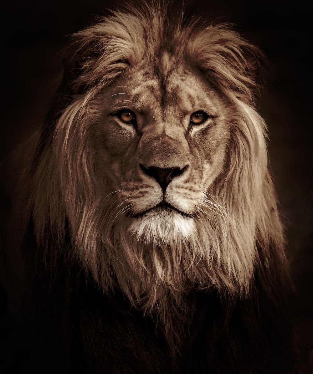 Lion Wallpaper: Free HD Download [HQ]