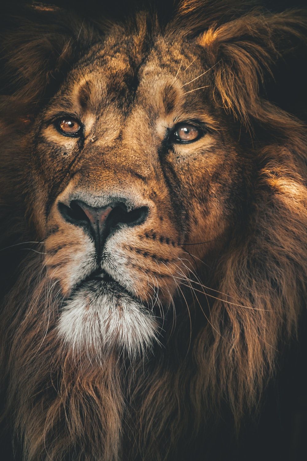 Lion Wallpaper: Free HD Download [HQ]