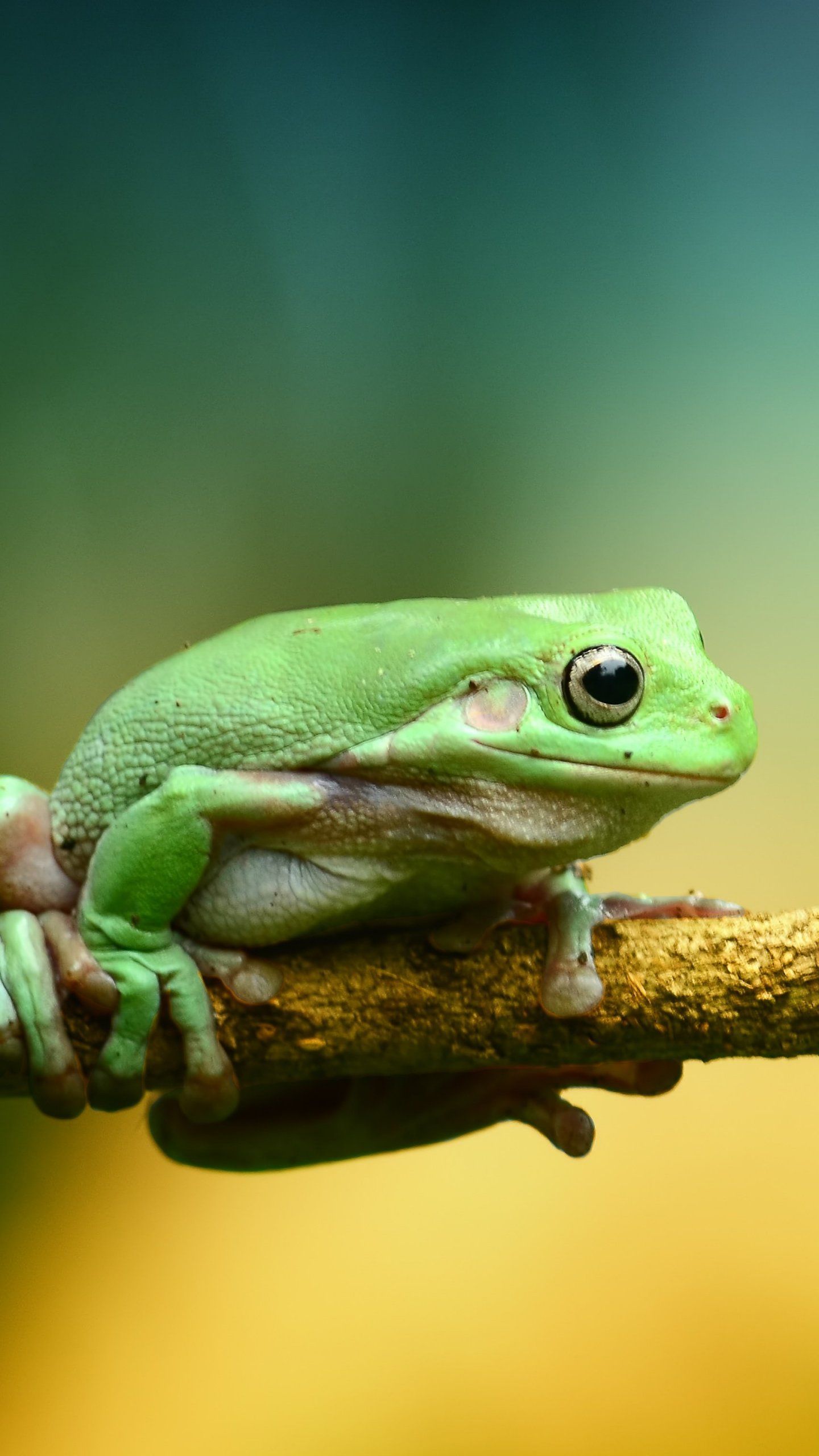 Green Frog Wallpaper, Android & Desktop Background