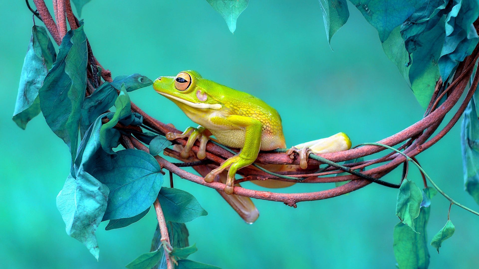 Light Green Amphibian Frog HD Frog Wallpaper