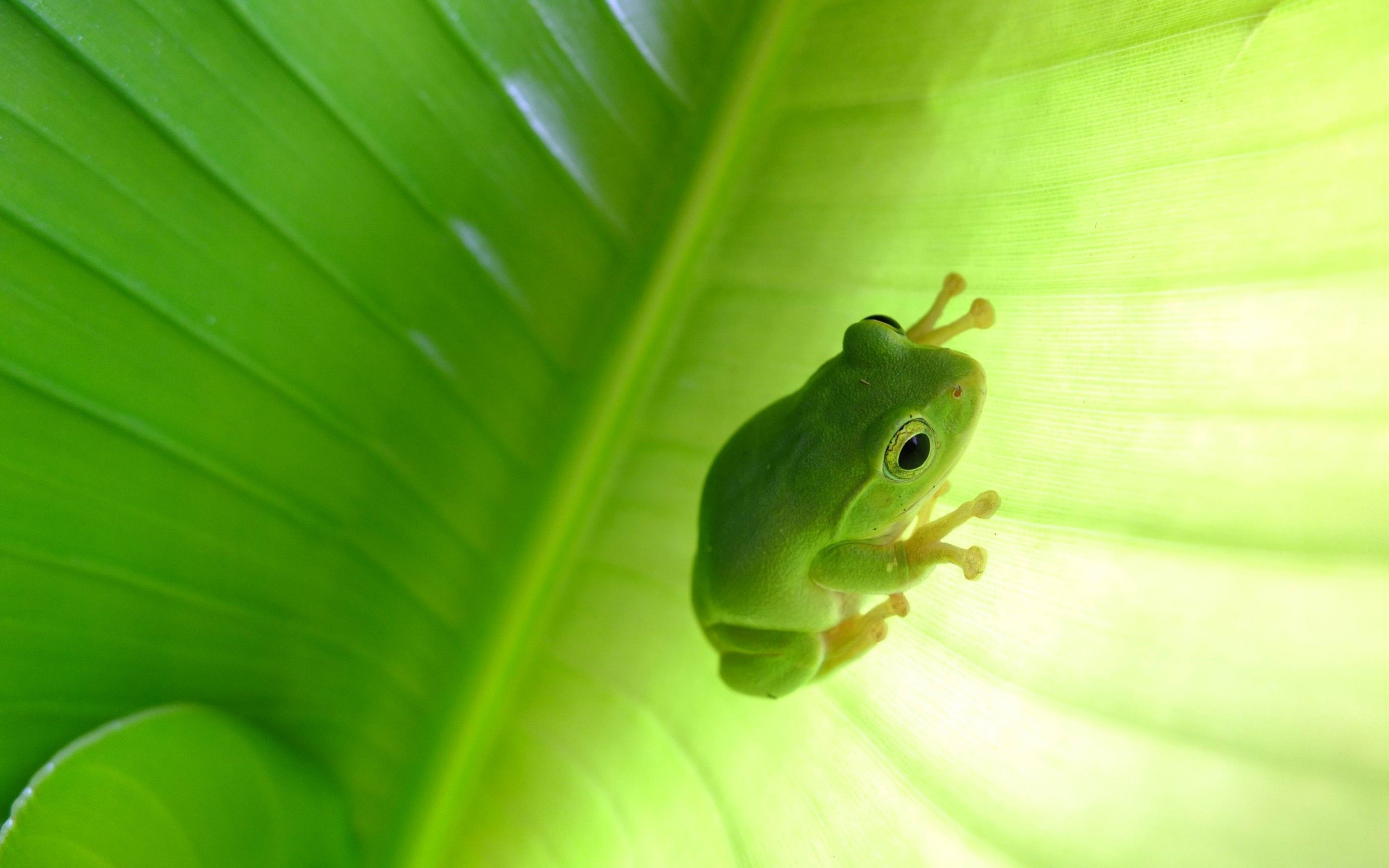 Animal Tree Frog HD Wallpaper