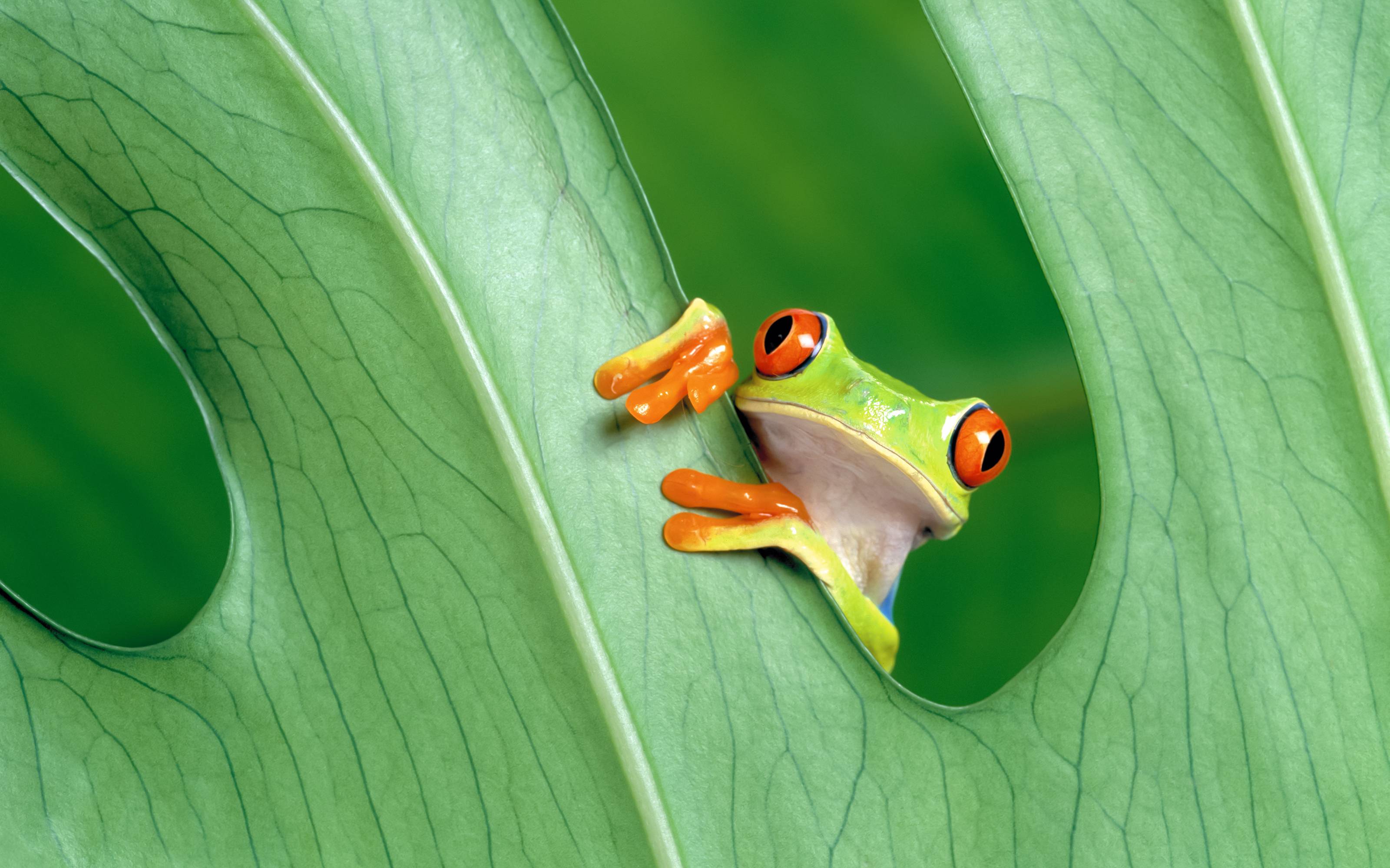 Frog Wallpaper