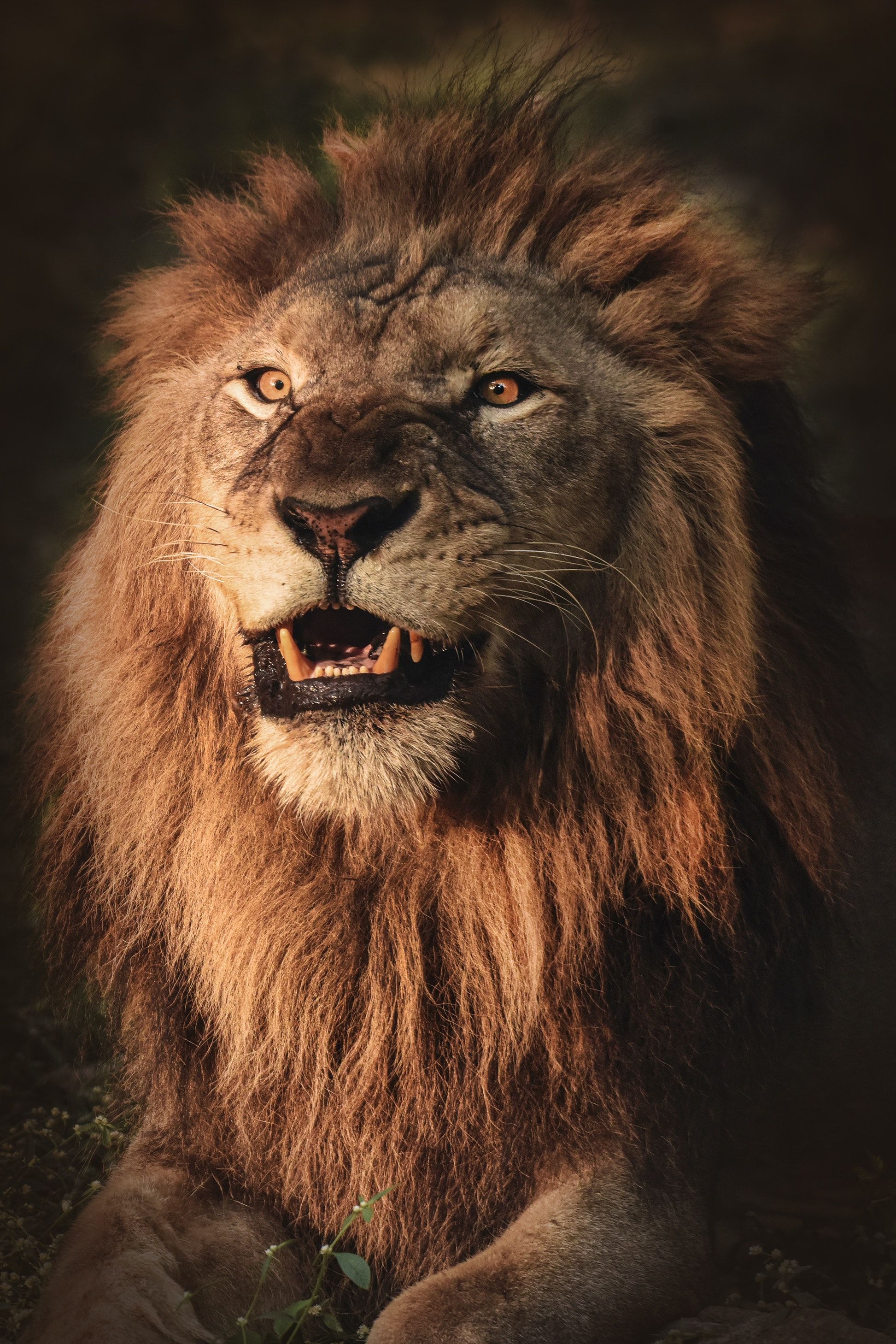 Best Lion Photo · 100% Free Downloads