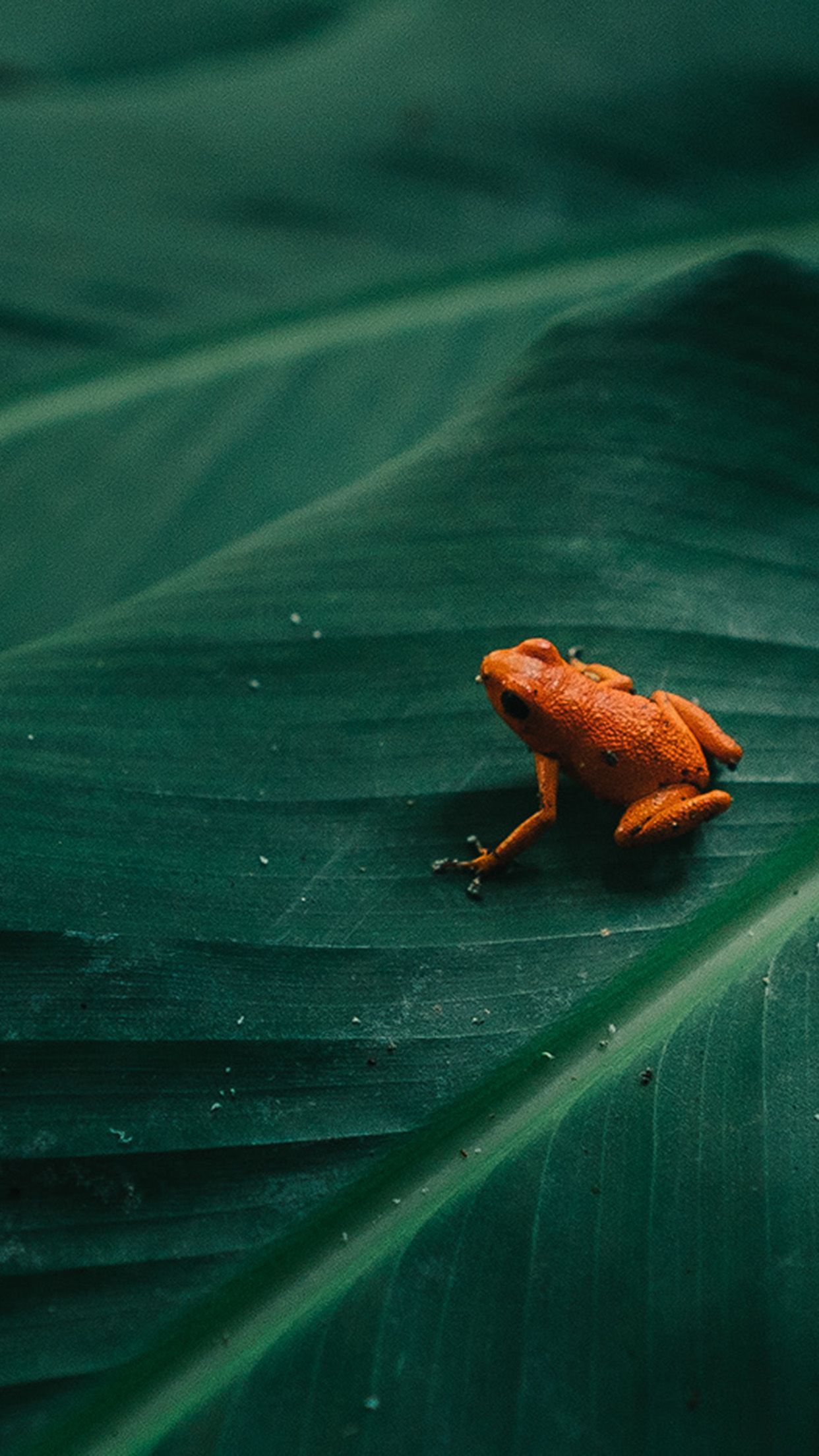 iPhone X wallpaper. frog leaf orange nature art