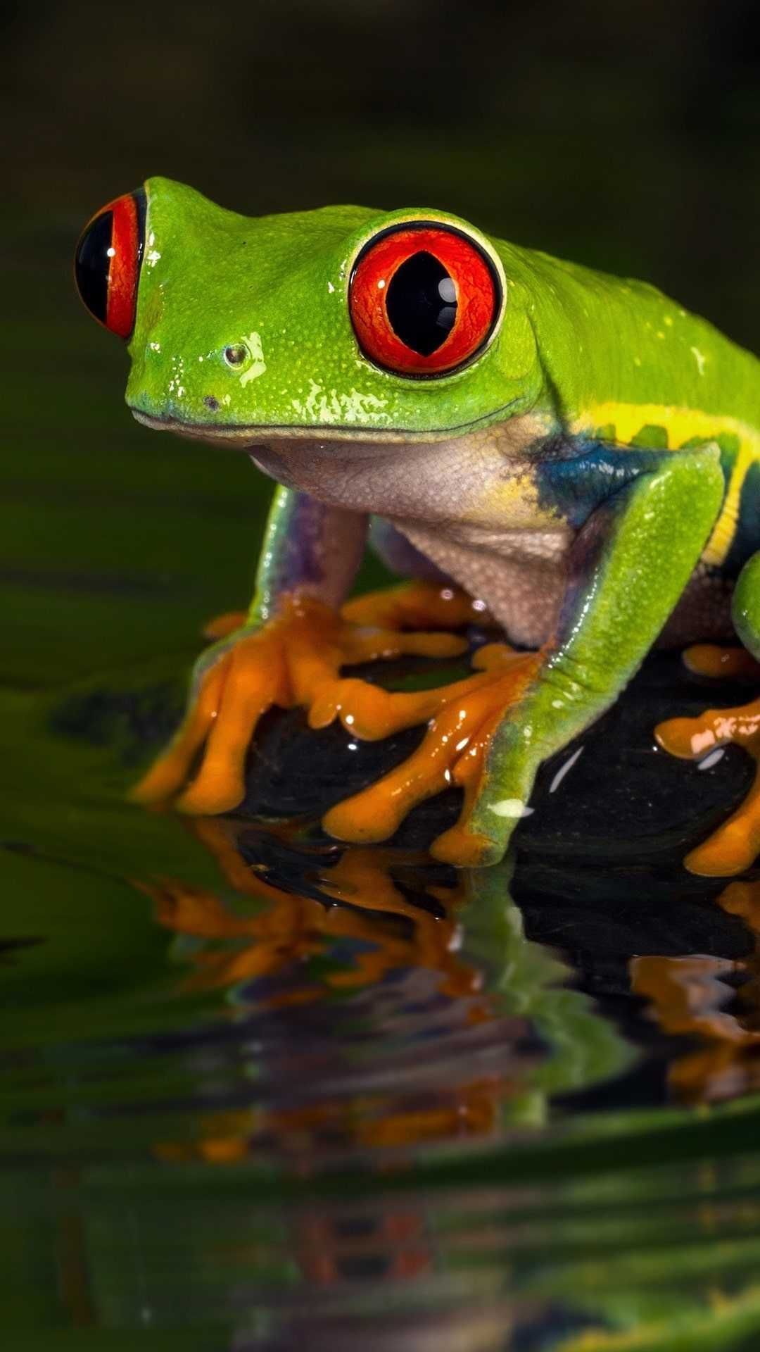 Frog Wallpaper Discover More Amphibians, Carnivorous, Colorful, Diverse, Frog Wallpaper. /frog Wallpa. Frog Wallpaper, Frog, Cute Frogs