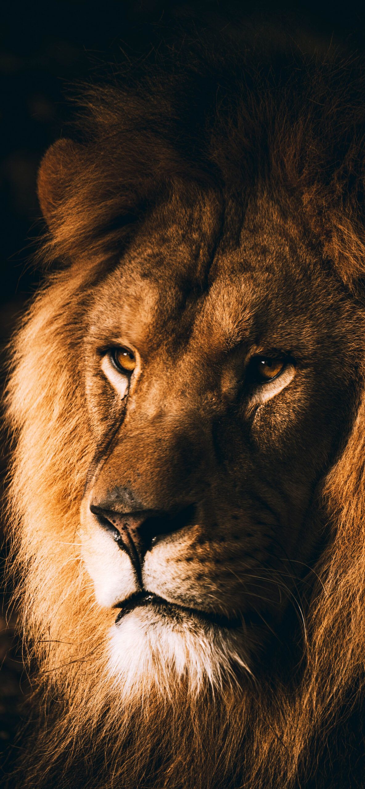 Lion Wallpaper for iPhone Pro Max, X, 6