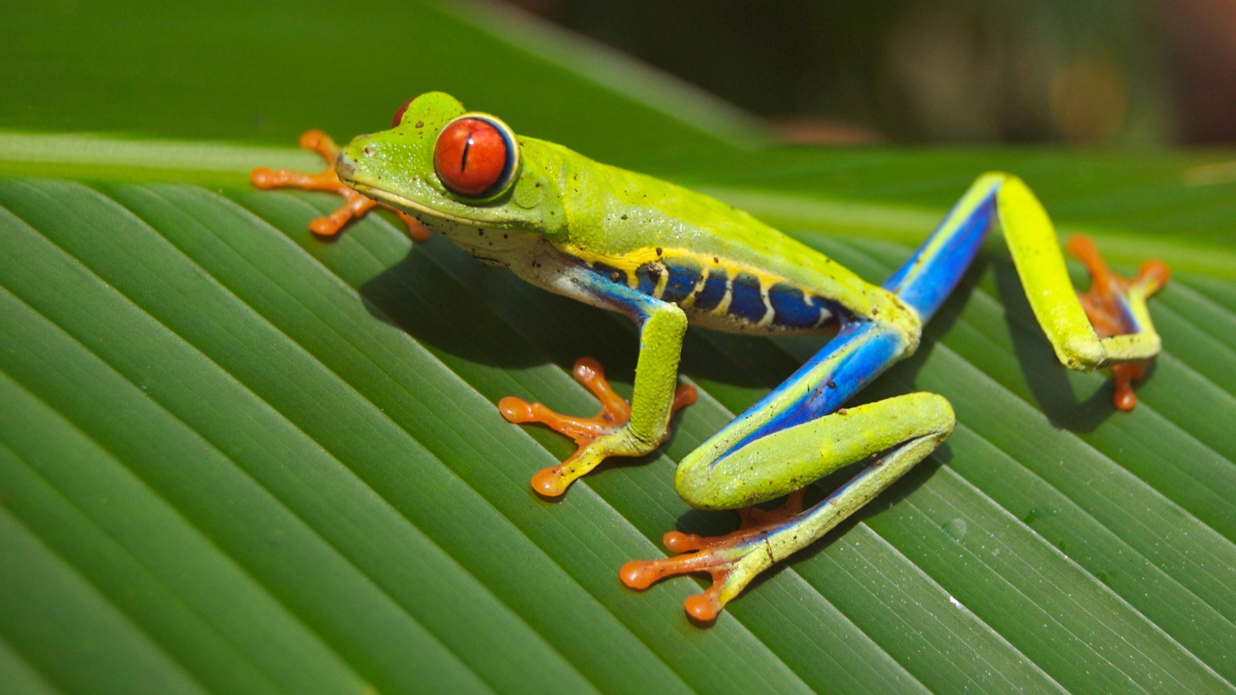 Green Red Eyes Frog Leaf Dark Background 4K 5K HD Frog Wallpaper