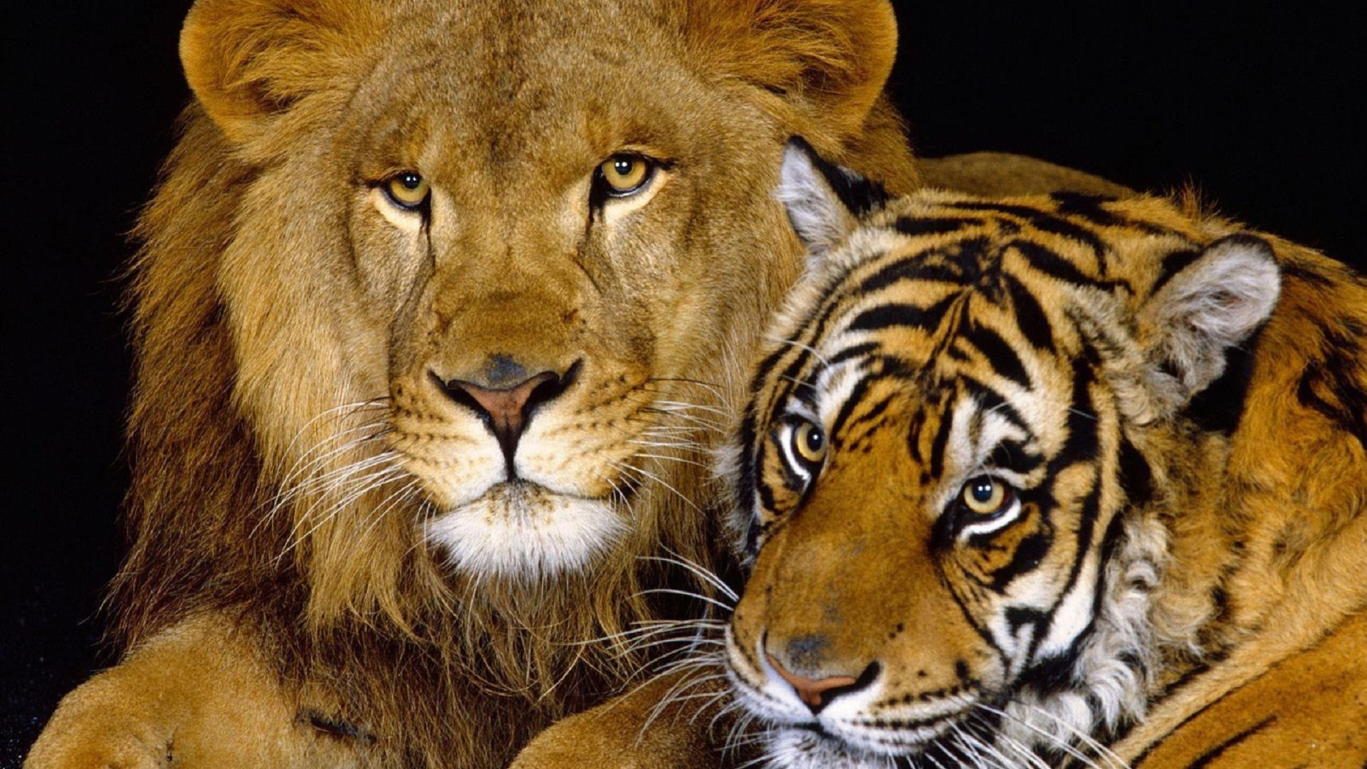 Lion And Tiger With Black Background HD Lion Wallpaper