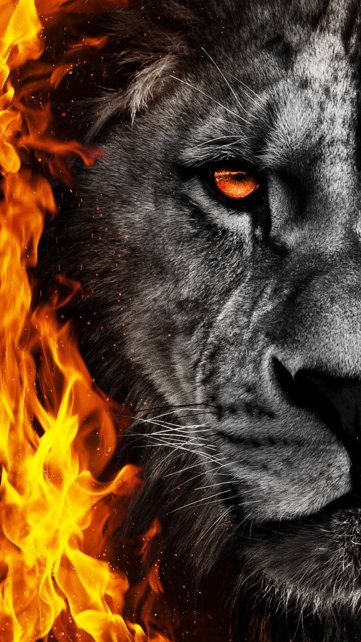 Angry lion Wallpaper Download