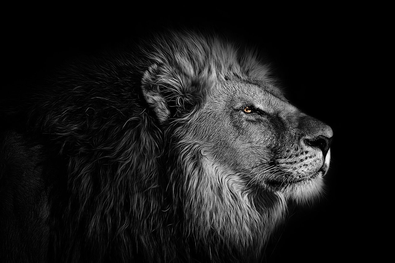 Wallpaper Background Lion