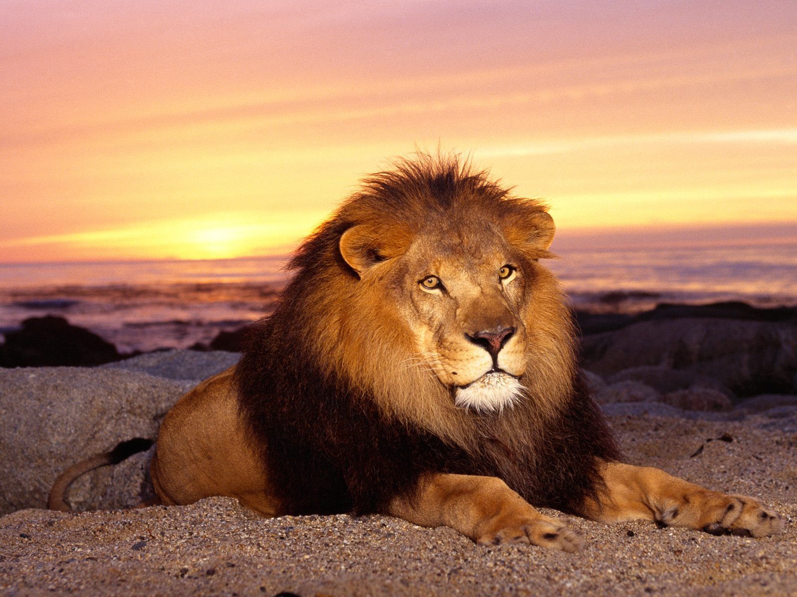 HD 4K Lion Wallpaper 1080p For Desktop (2020)