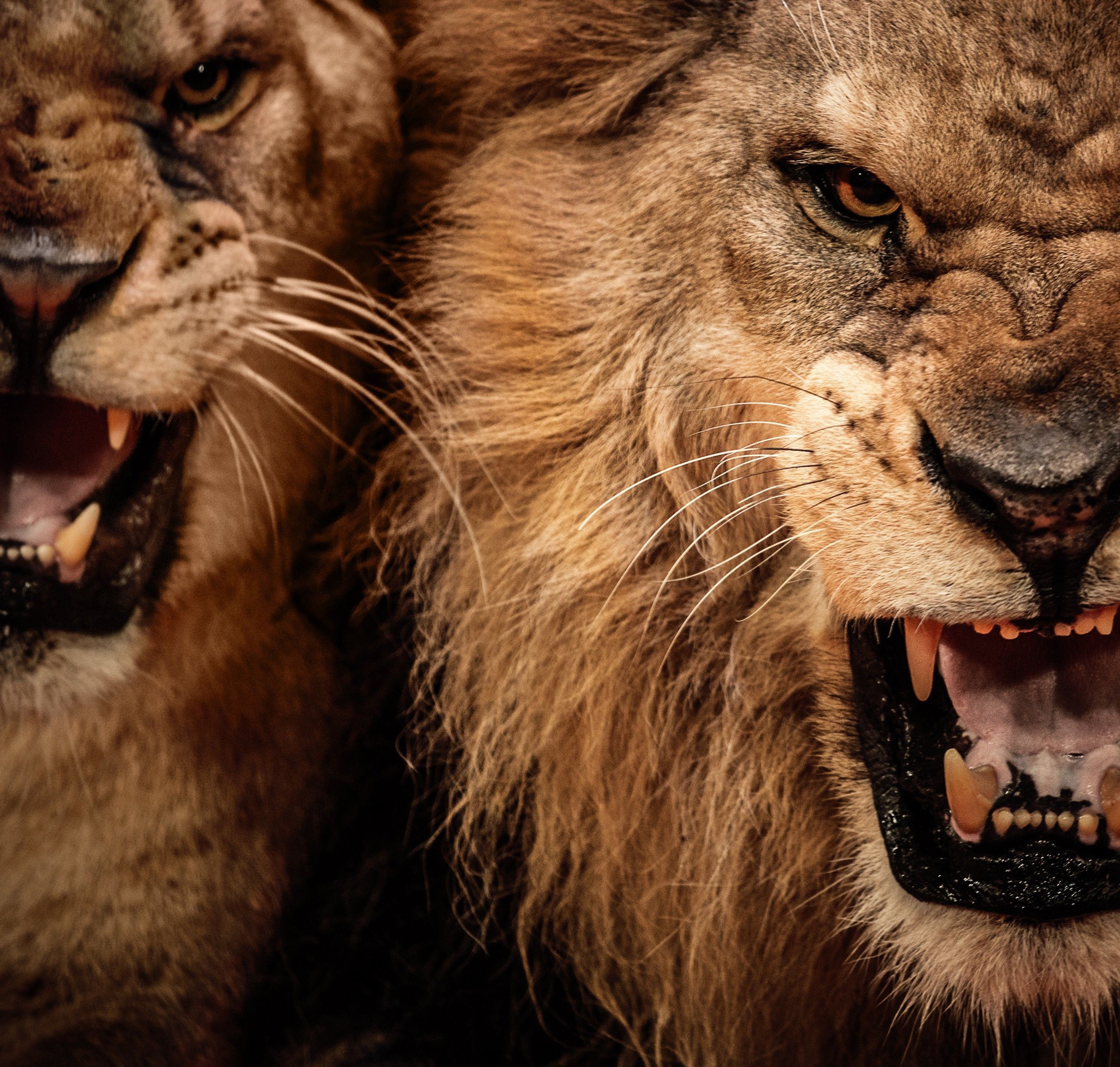 Angry Lion Wallpaper Full HD 76052