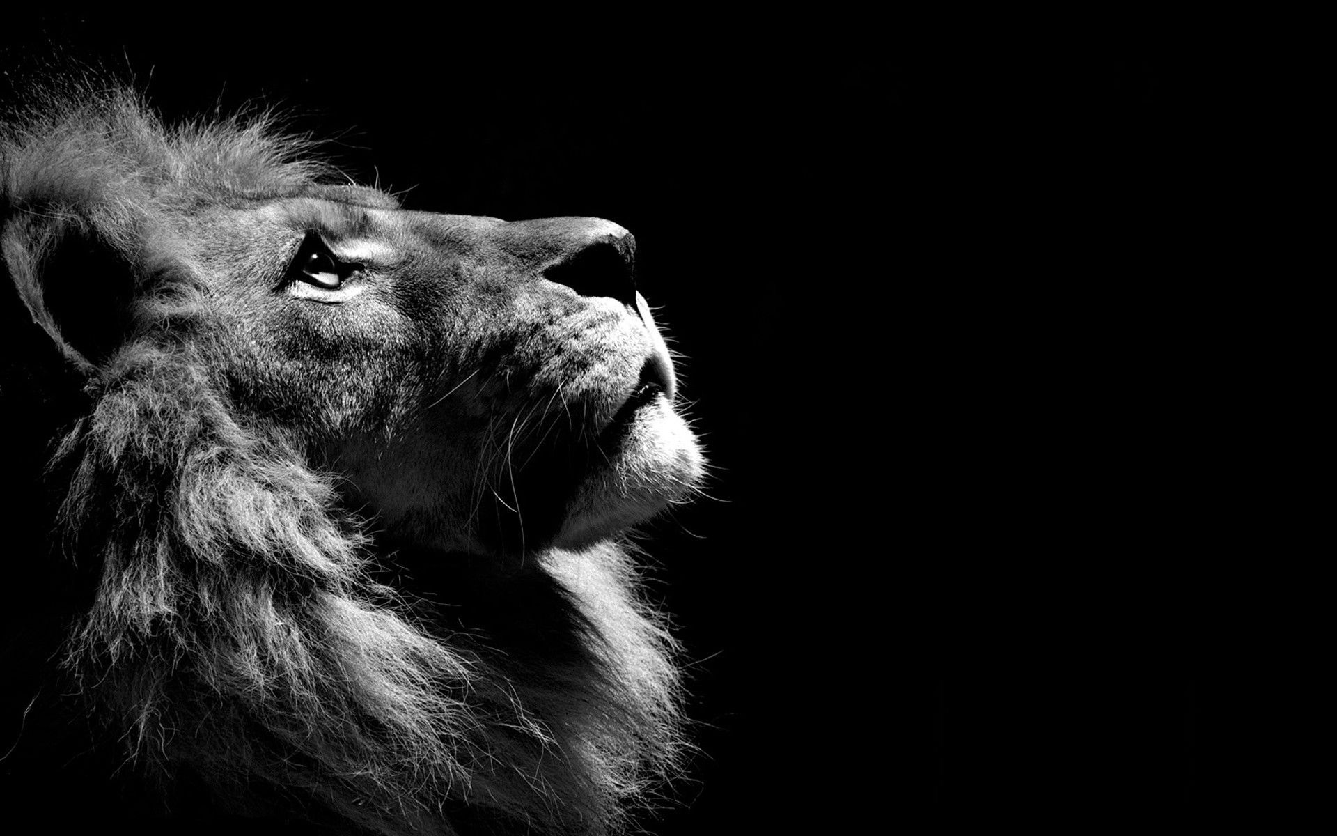 Lion Wallpaper Desktop