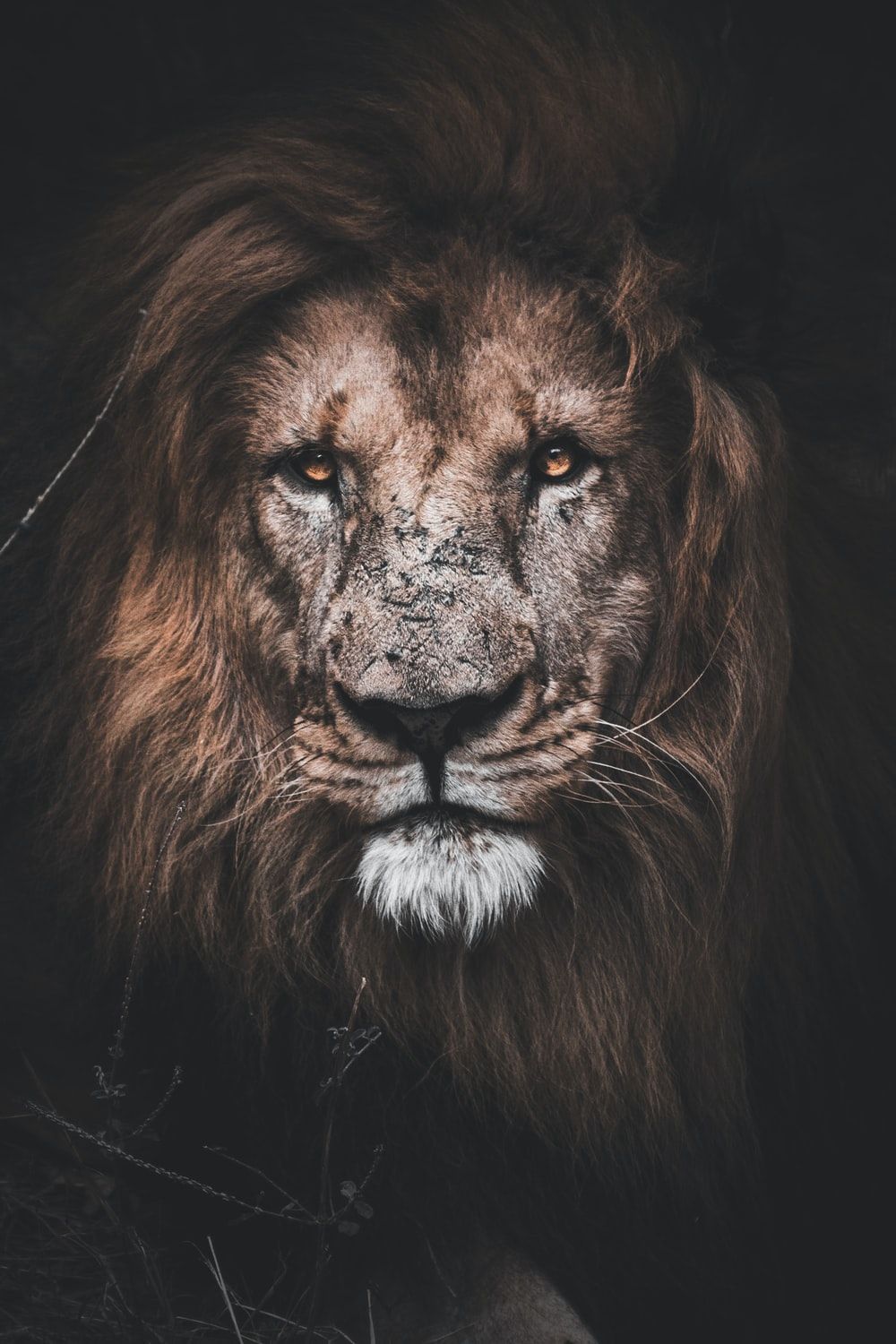 Lion Cool Wallpaper