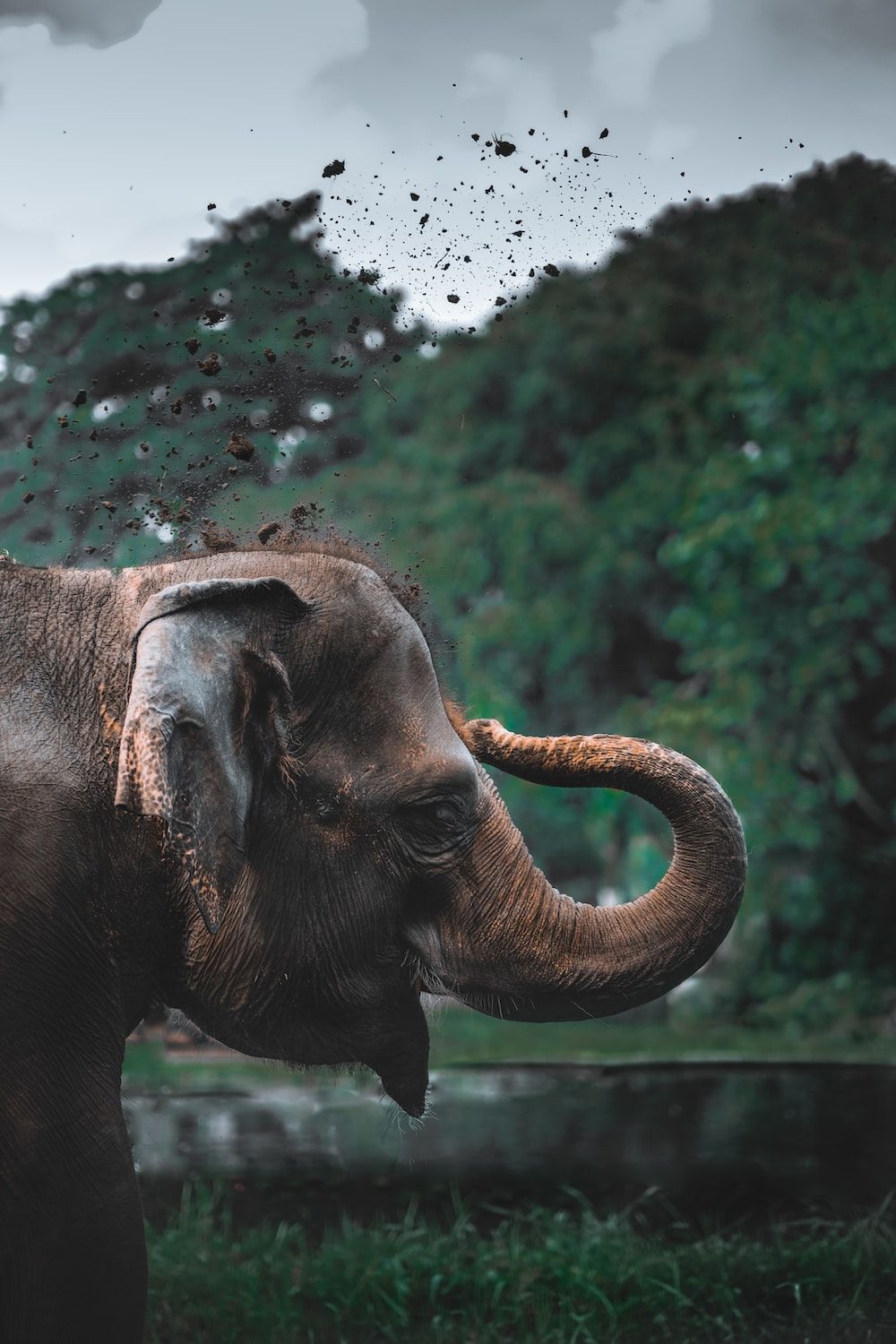 Asian Elephant Picture. Download Free Image