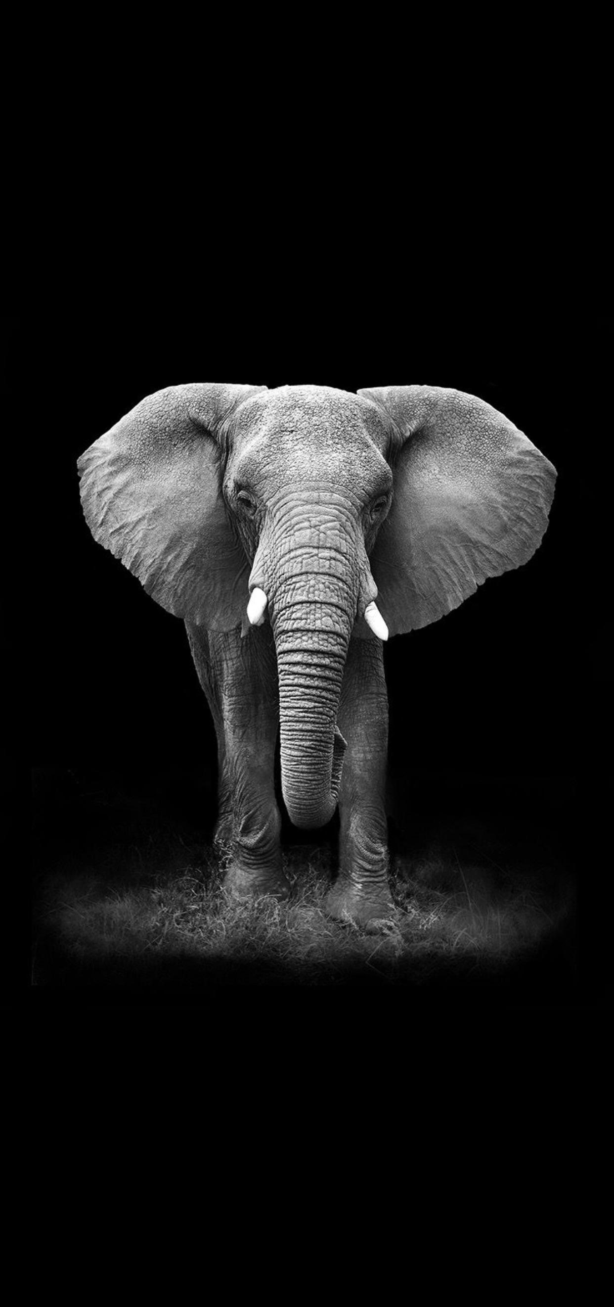 My current wallpaper. I love elephants!