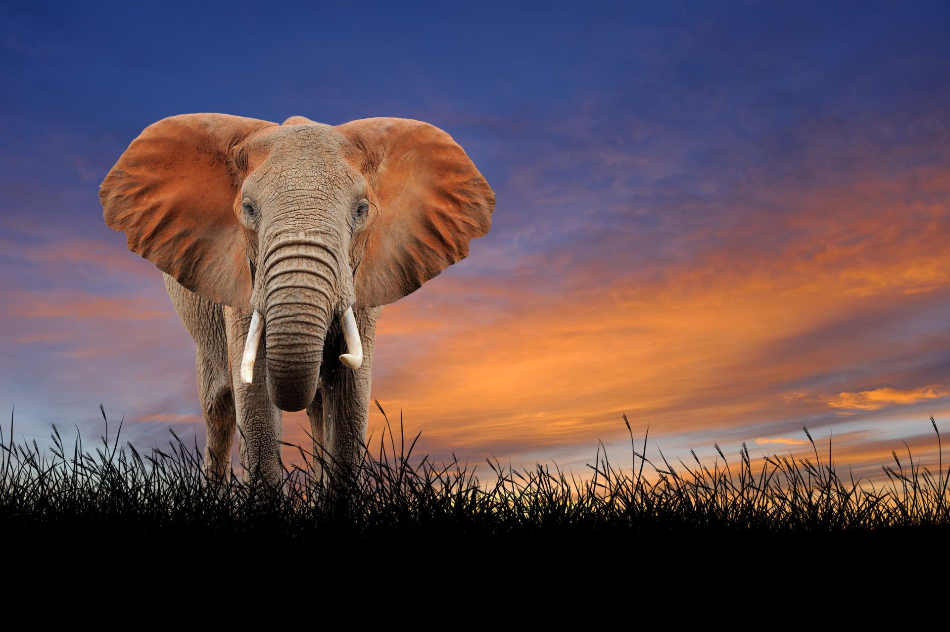 Elephants HD Wallpaper New Tab Theme