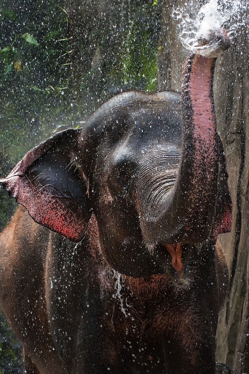 Elephant White Background