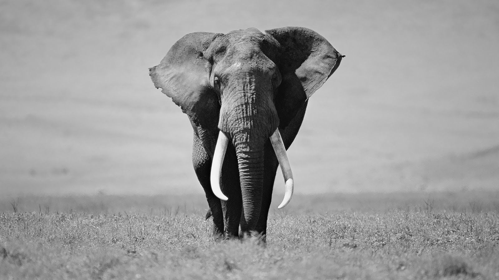 Black And White Elephant Wallpaper Hd Animal Background Photo