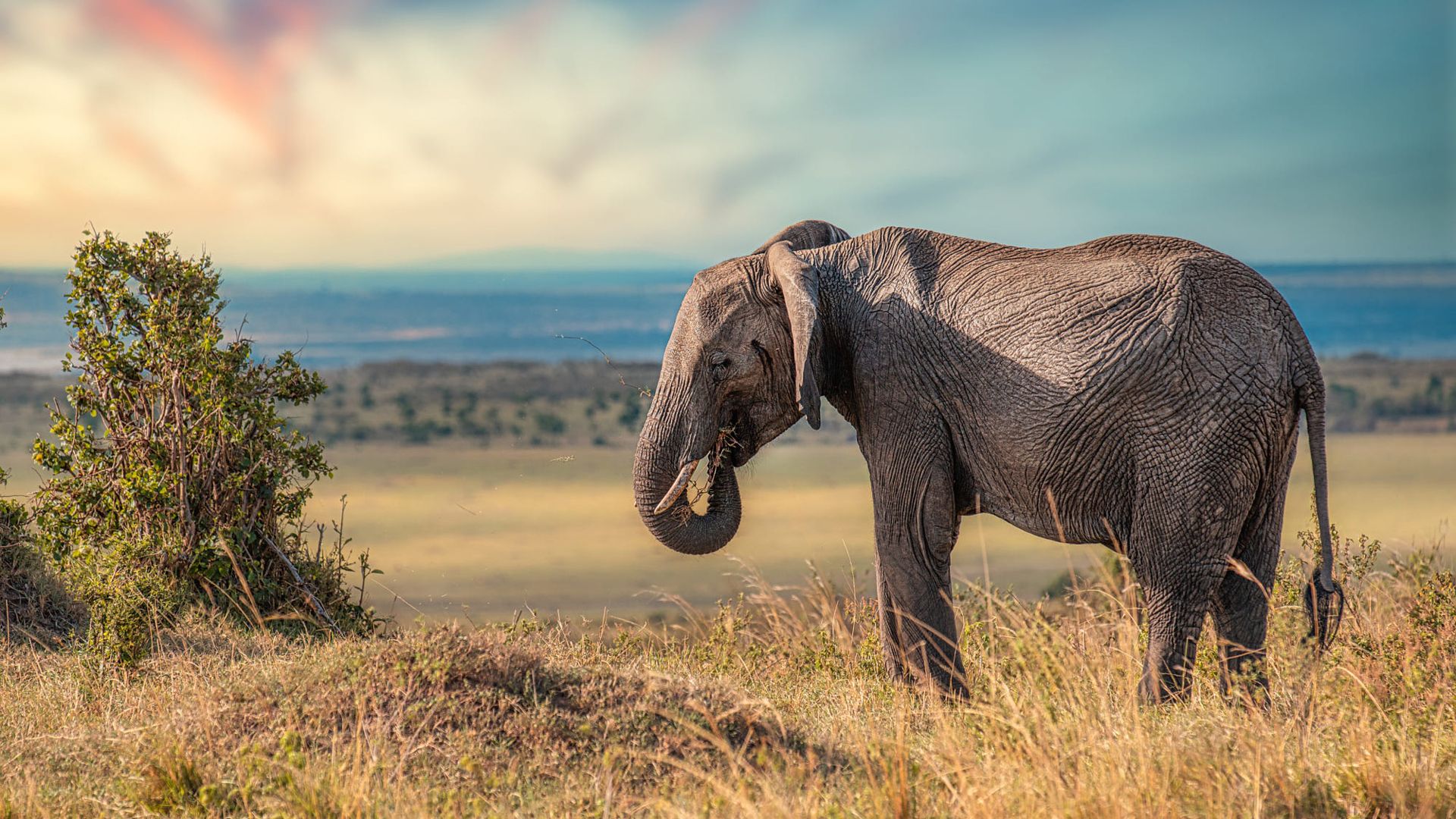 Elephant Animal Grass Field Blue Sky Background Nature HD Elephant Wallpaper