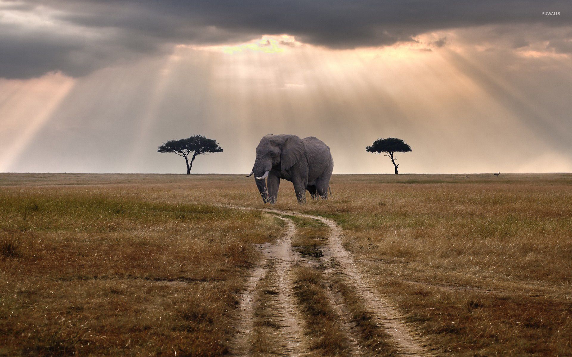 African elephant wallpaper wallpaper