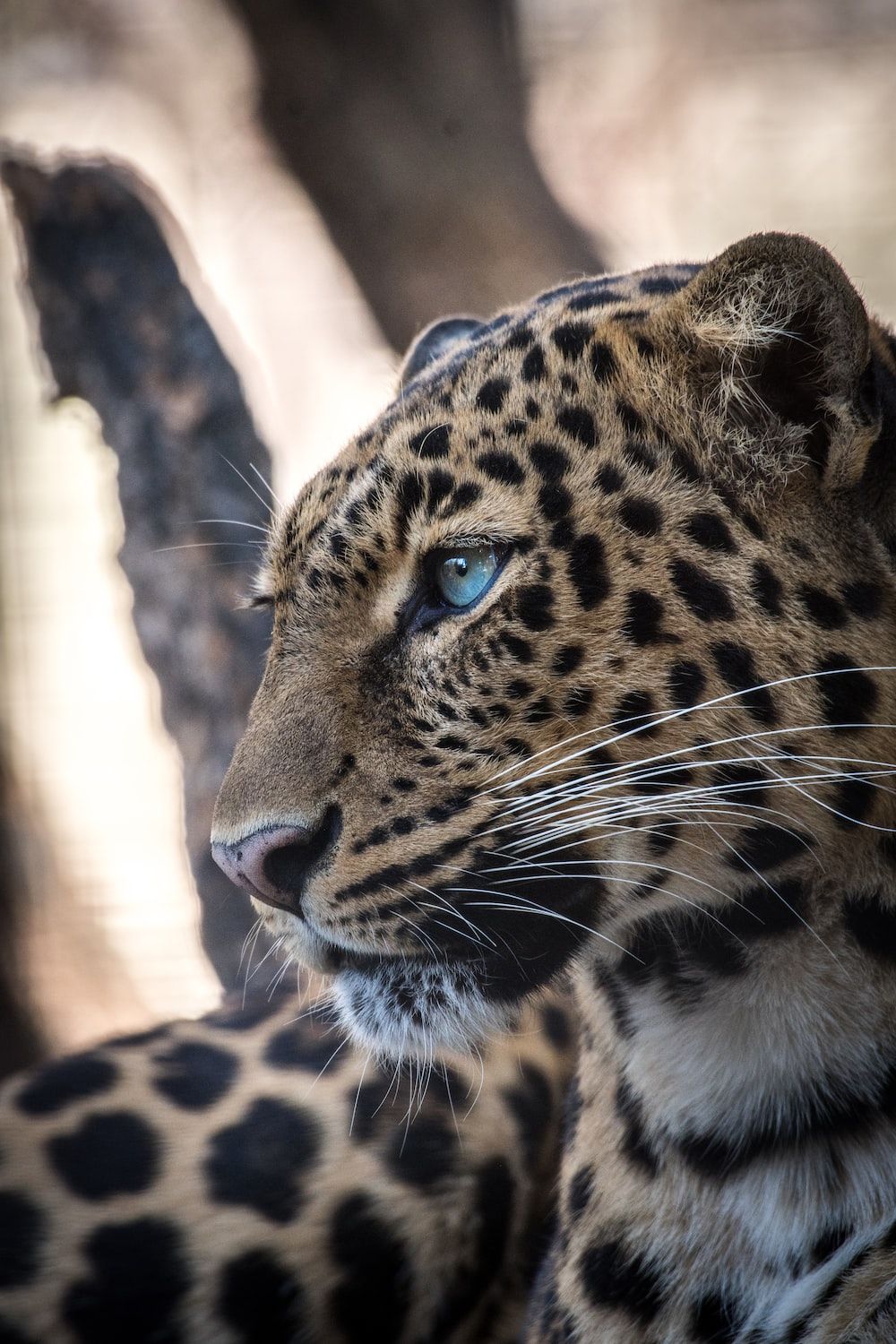 Leopards Picture. Download Free Image