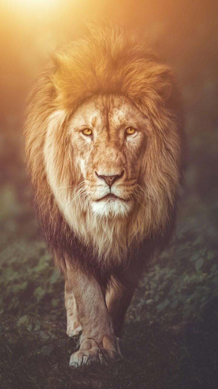 Lion Wallpaper background. Lion image, Lions photo, Lion live wallpaper