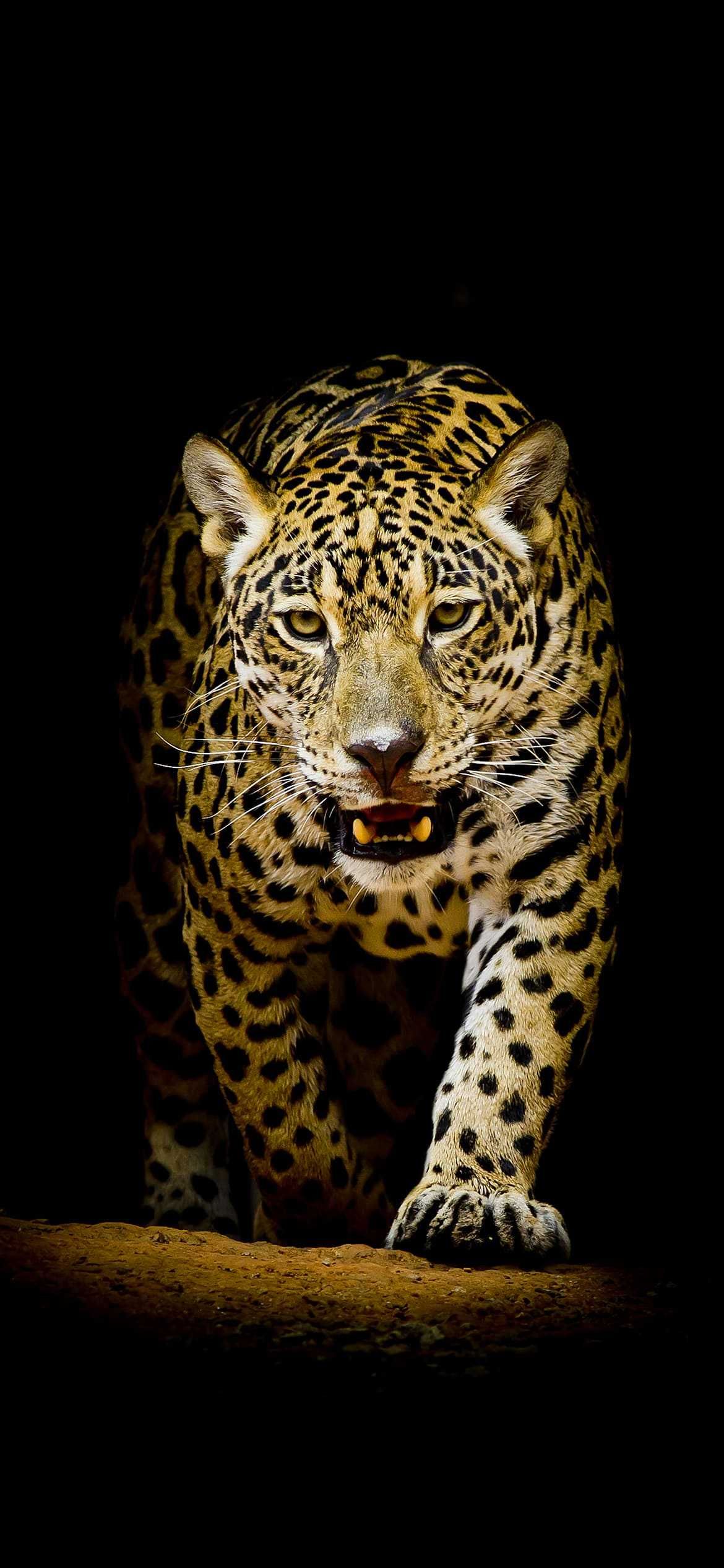 Leopard Wallpaper. Leopard wallpaper, Jaguar wallpaper, Animal wallpaper