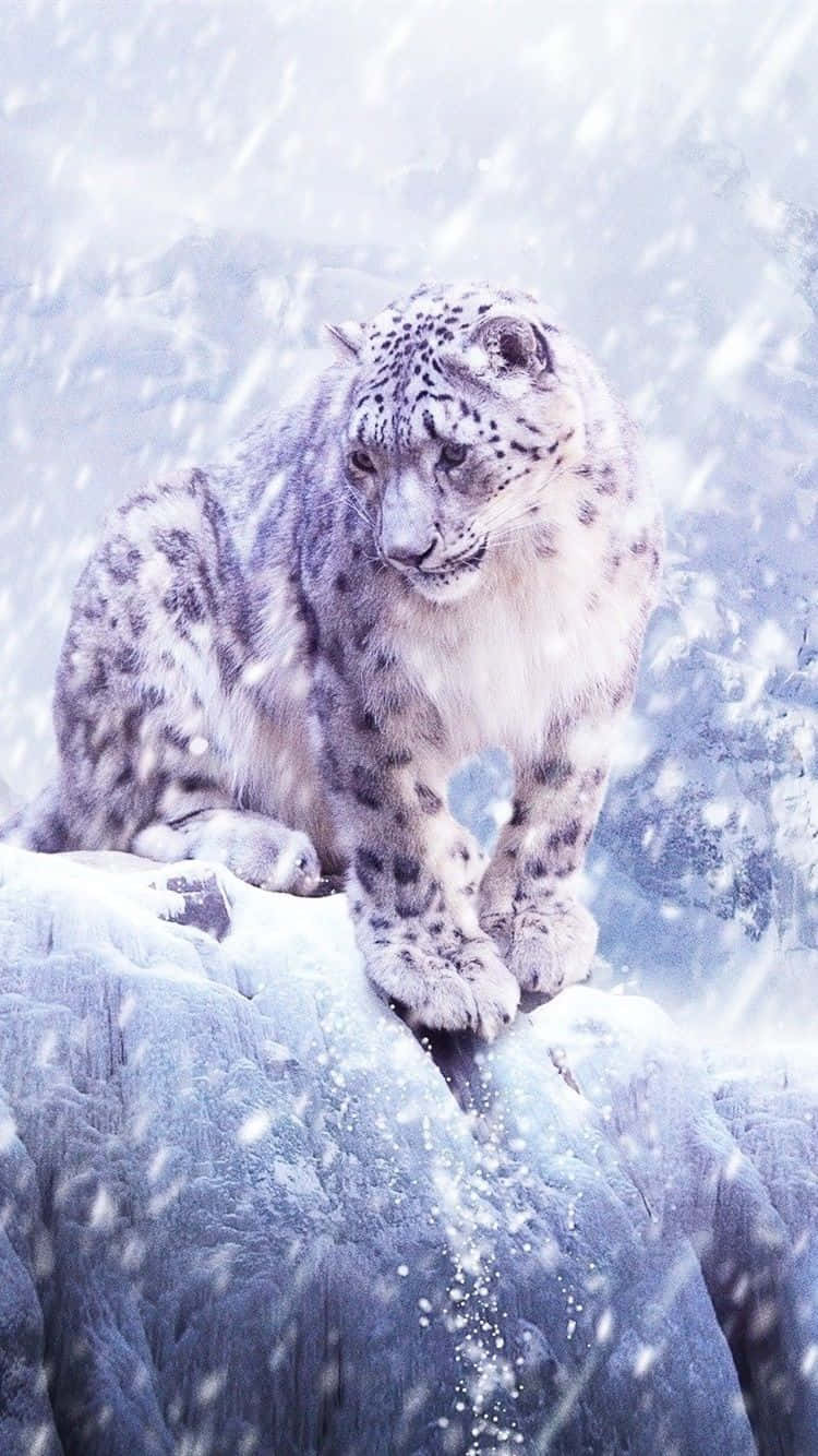 Snow Leopard Wallpaper