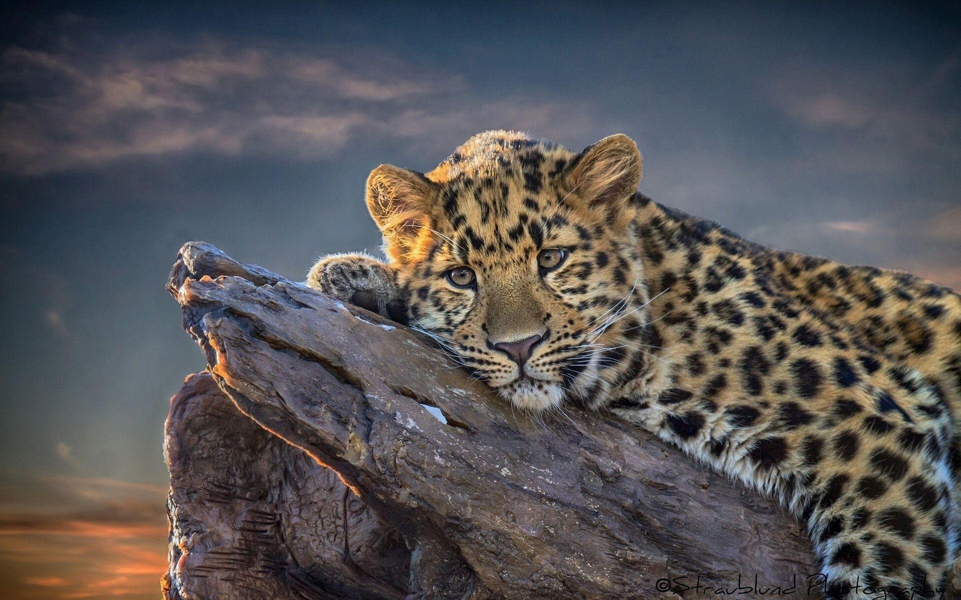 Leopards Wallpaper