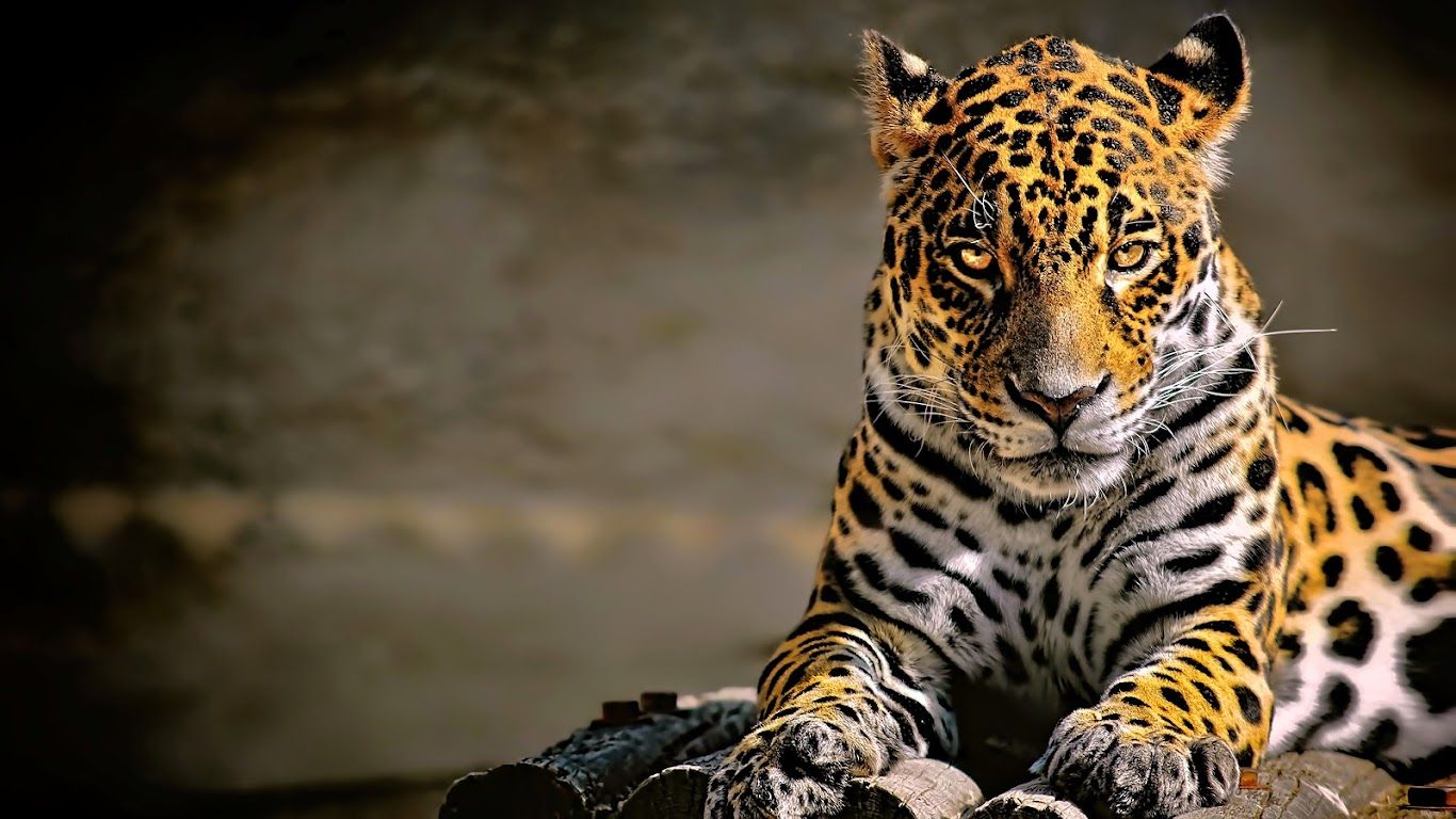 Leopard 4K Wallpaper